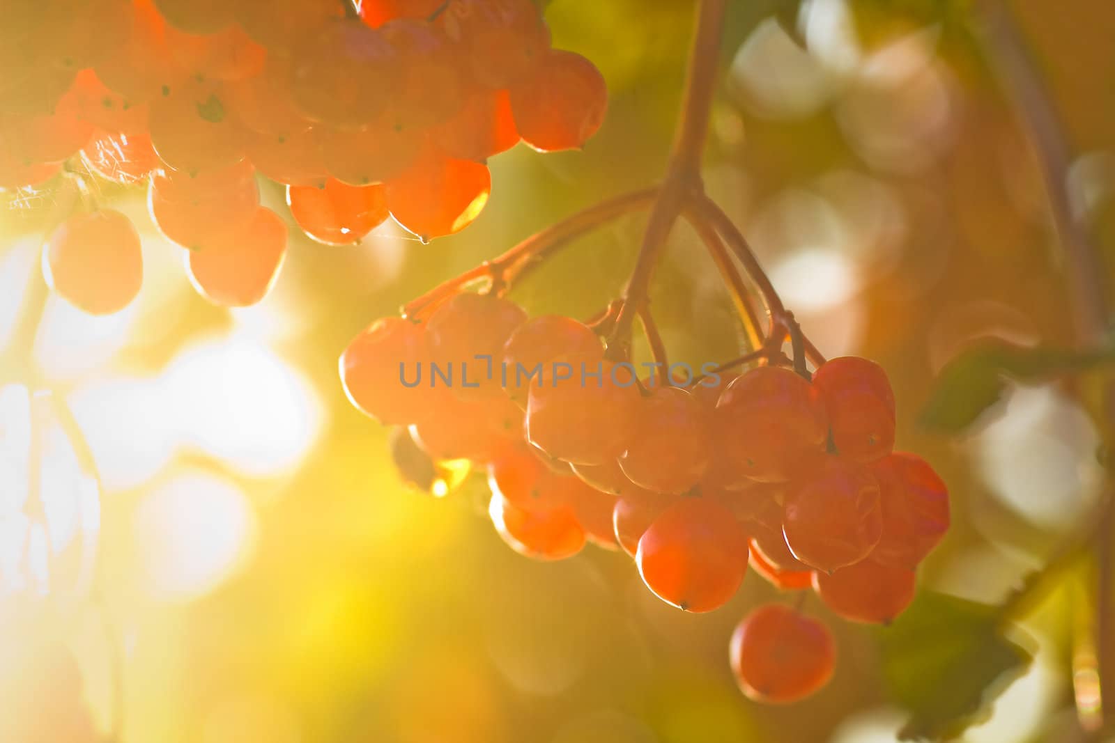 Red berries in autumn sunshine by Colette