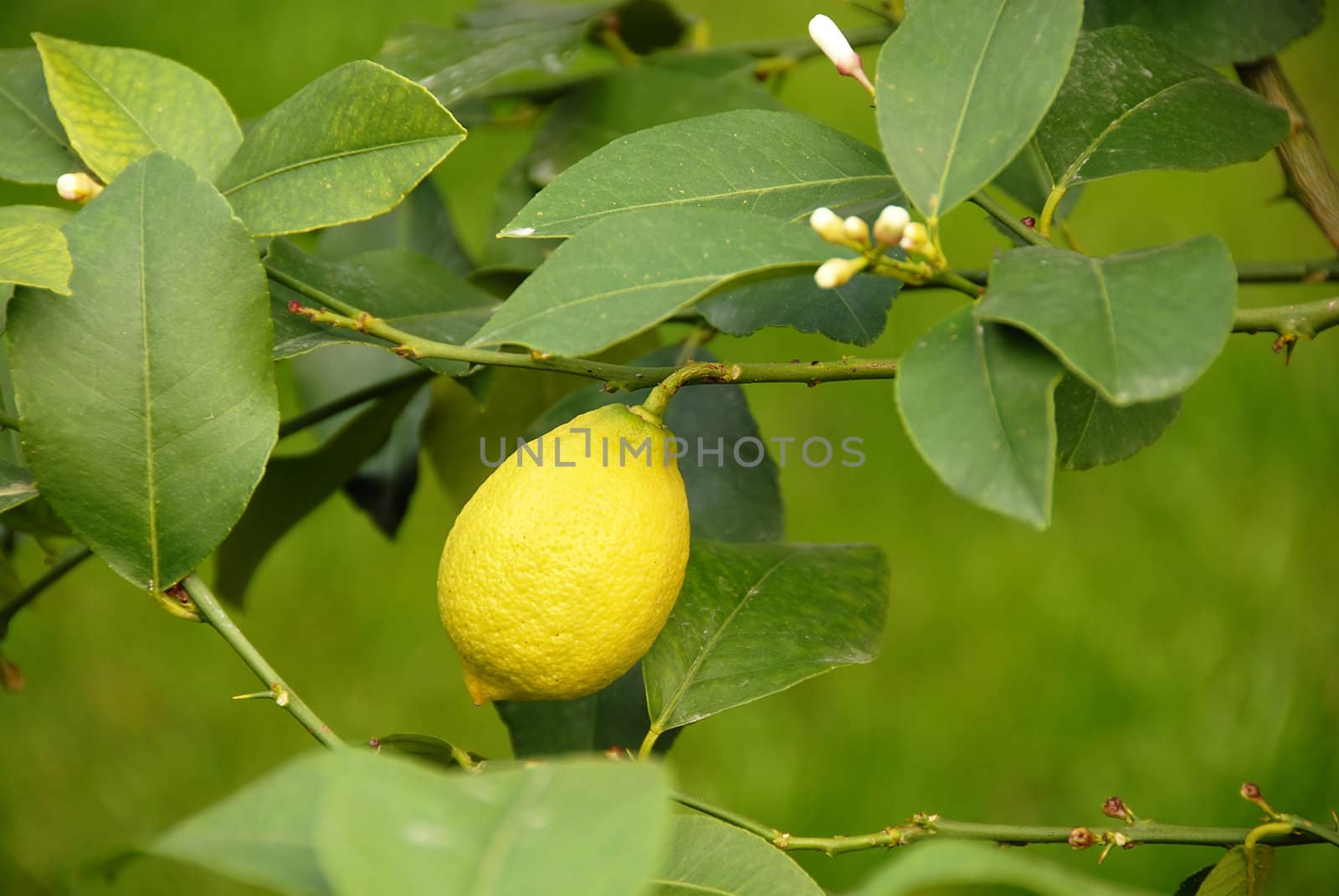 yellow lemon growing on branch over green natural background