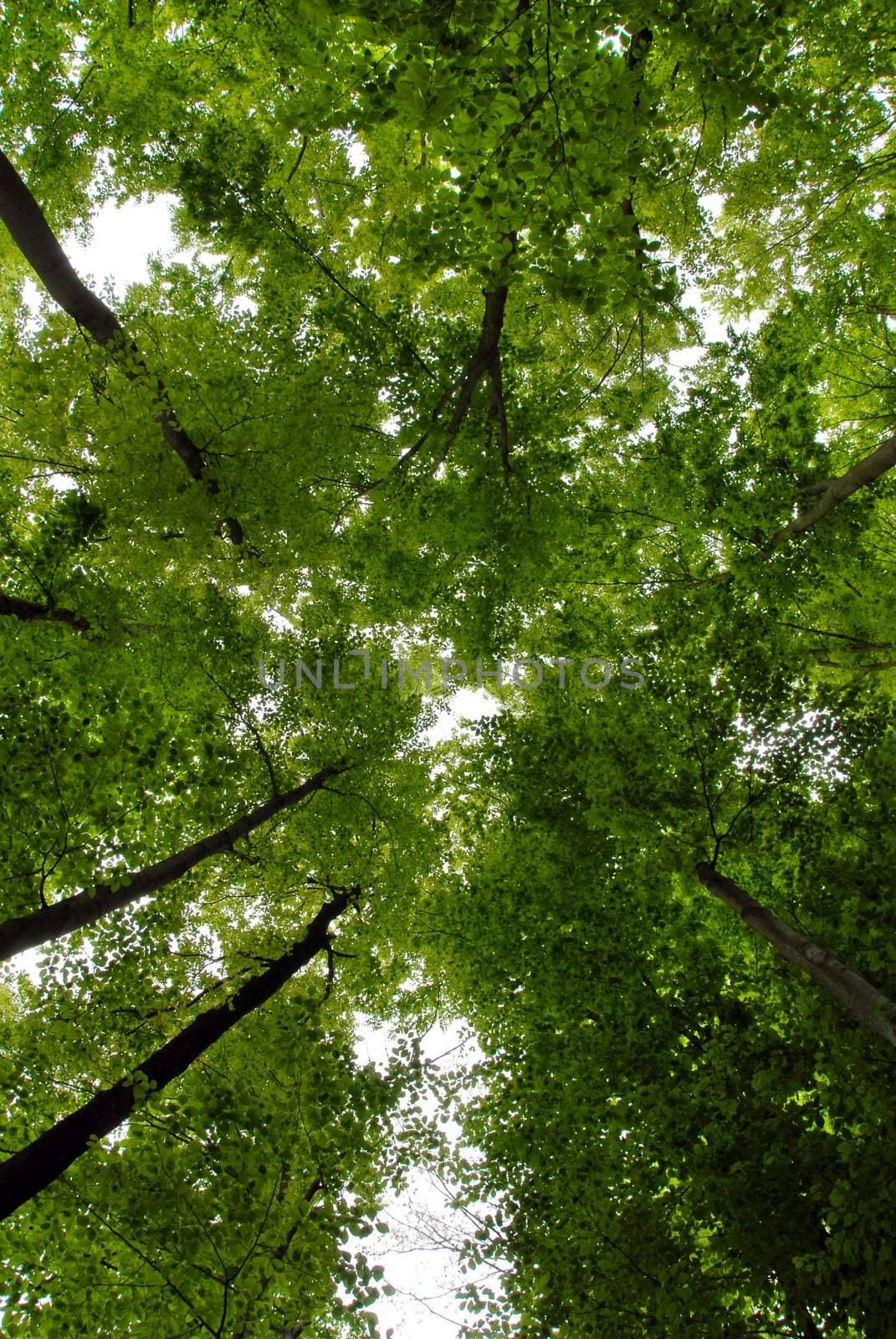 green forest trees frame abstract natural background