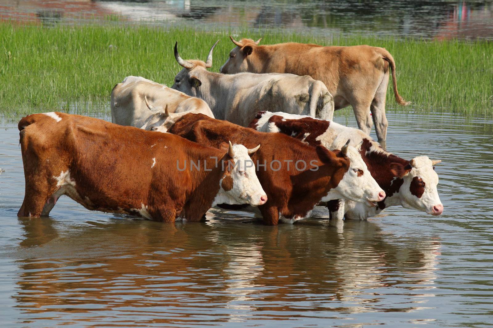 cows standing in water by goce