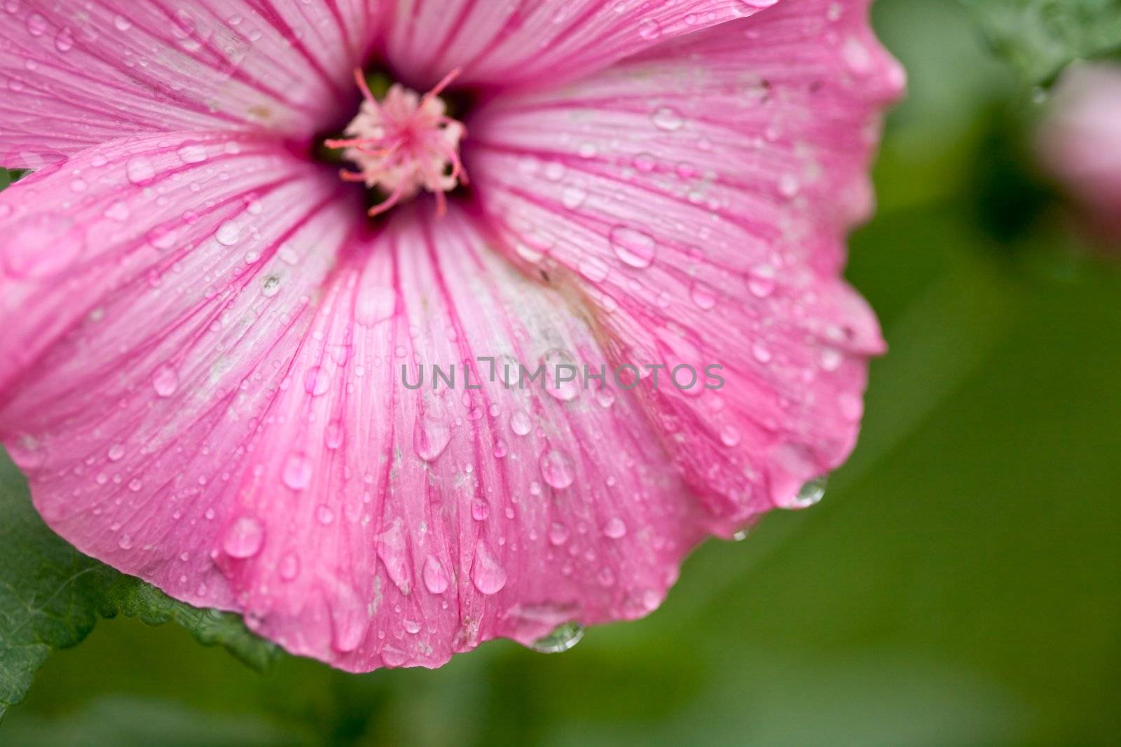 Pink flower with water drops close up