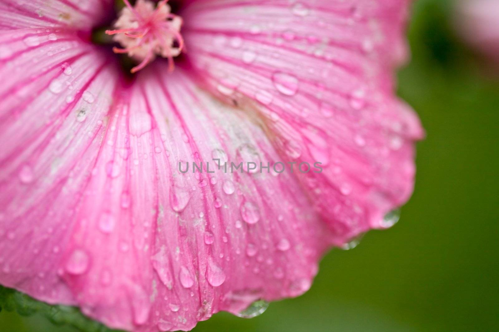 Pink flower with water drops close up