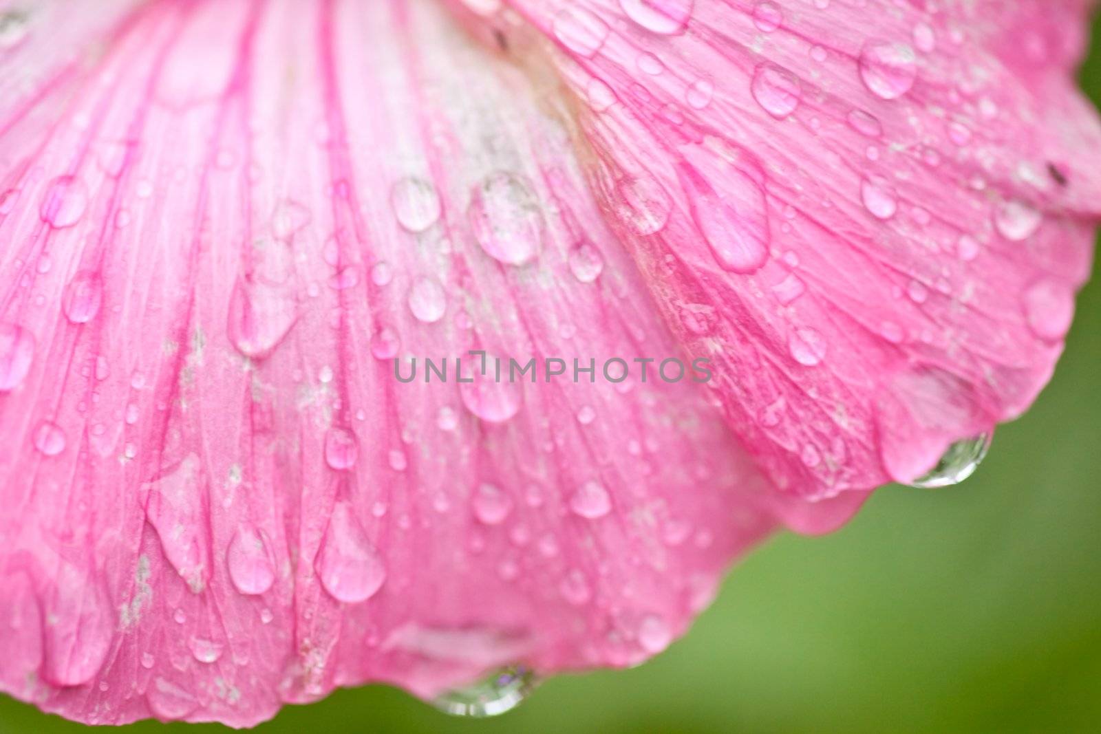 Pink flower with water drops close up