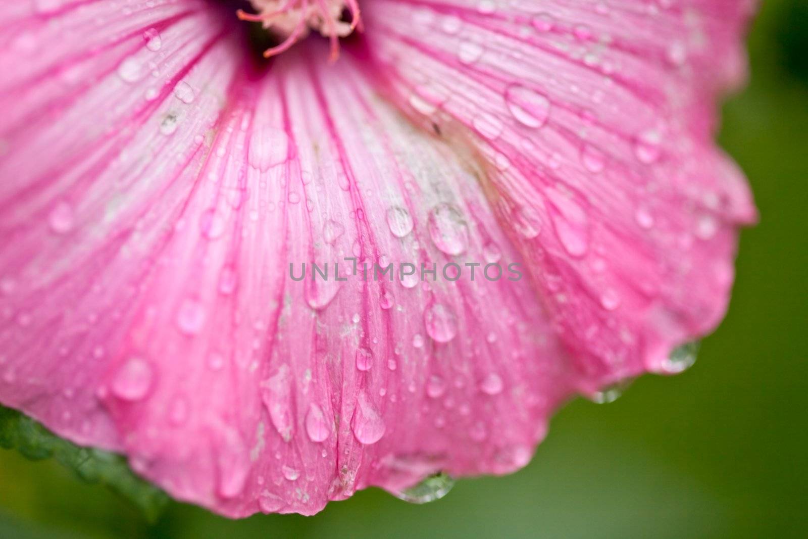 Pink flower with water drops close up