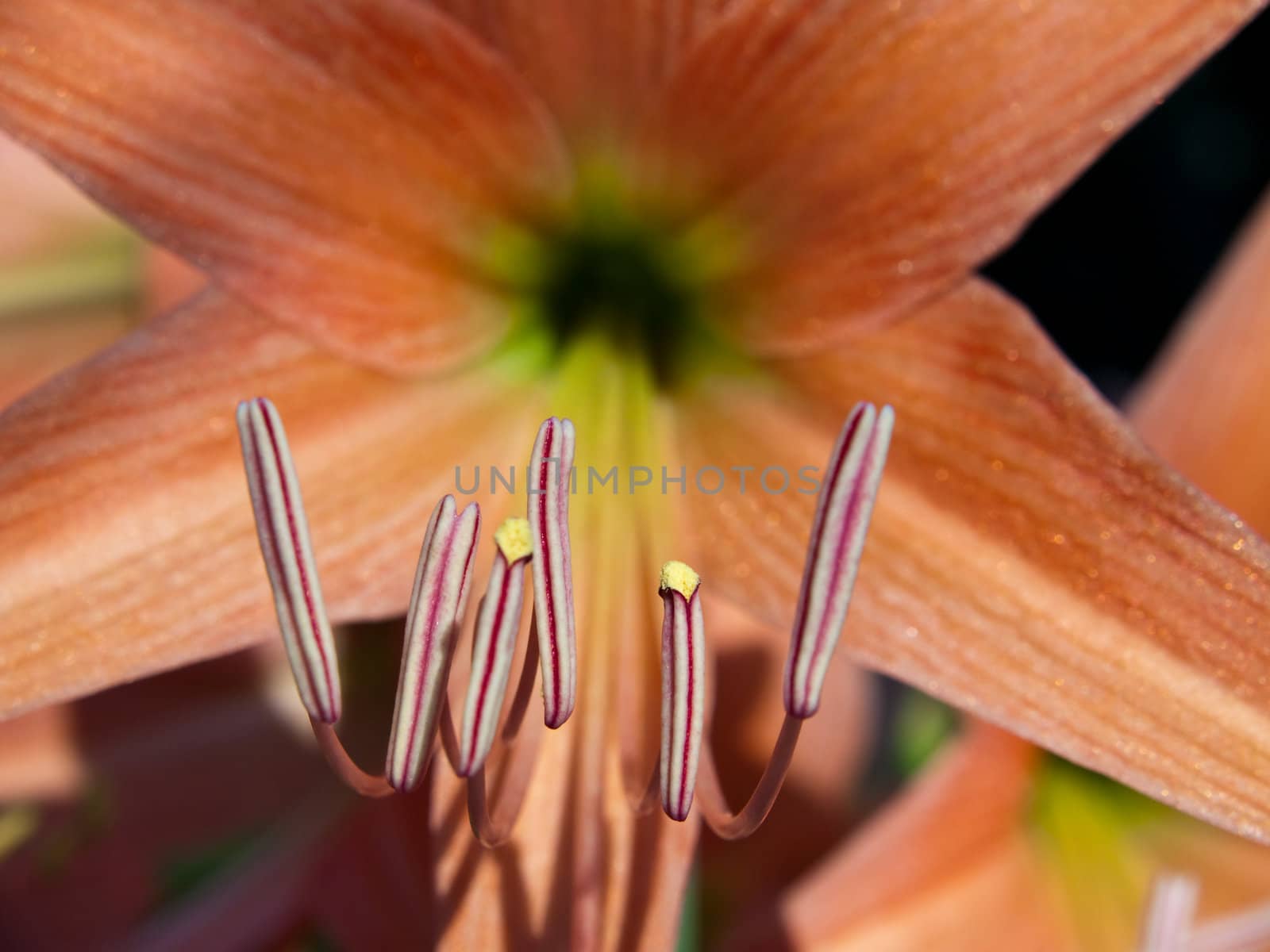 Coral star lily (Hippeastrum sp., Family: Amaryllidaceae)