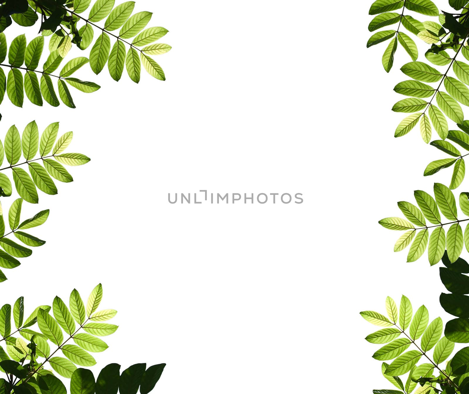 Beautiful green leafs with texture detail isolate on white background