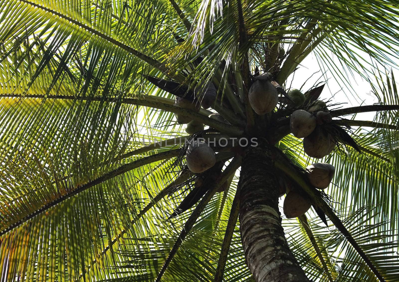 The coconut palm, Cocos nucifera