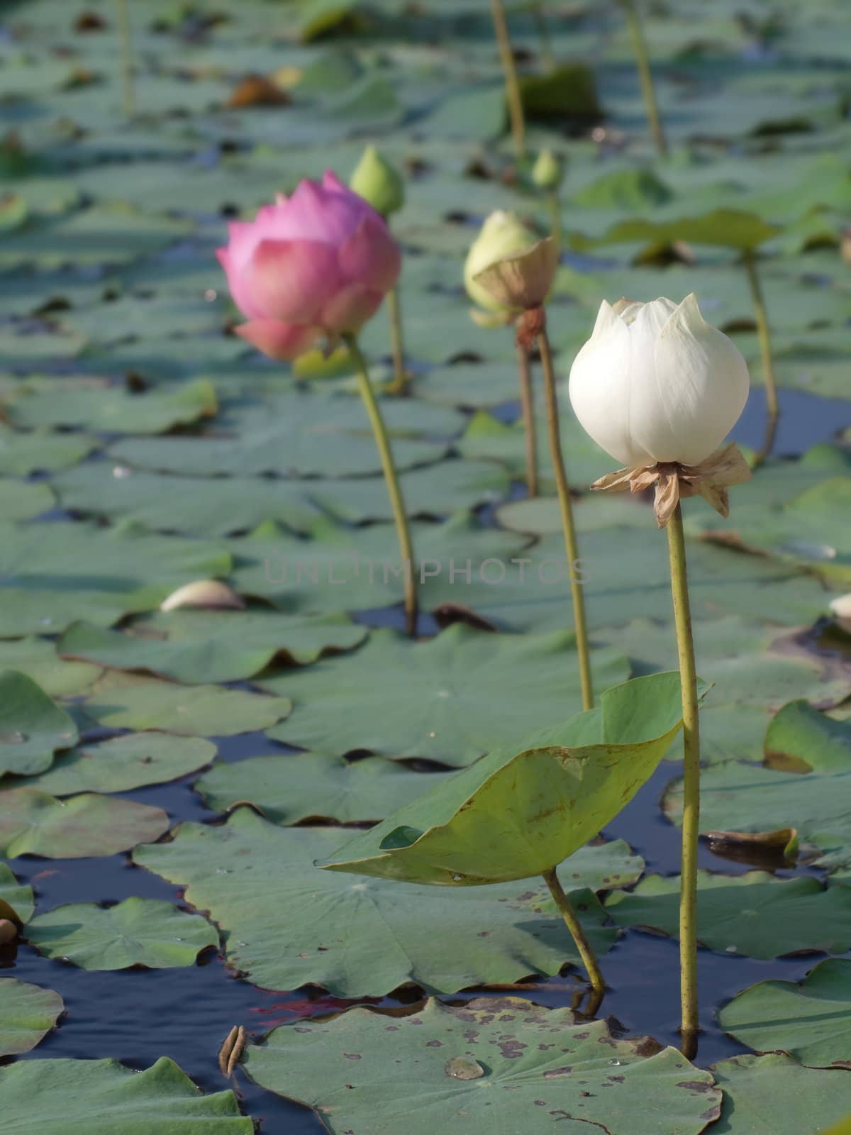 White lotus flower blossom among pink lotus with lotus foliage