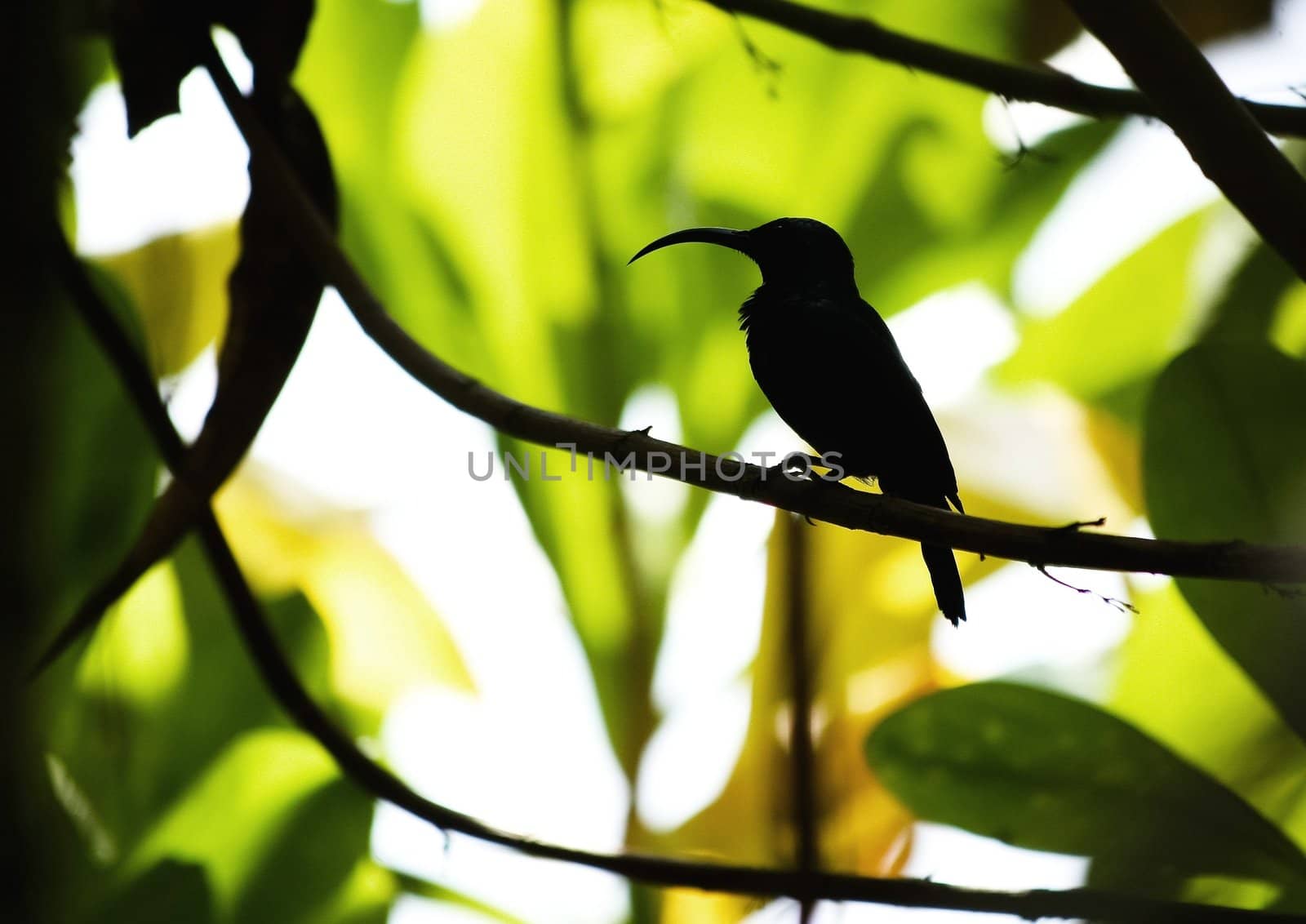 Long beak bird silhouette,Sri Lanka fauna world