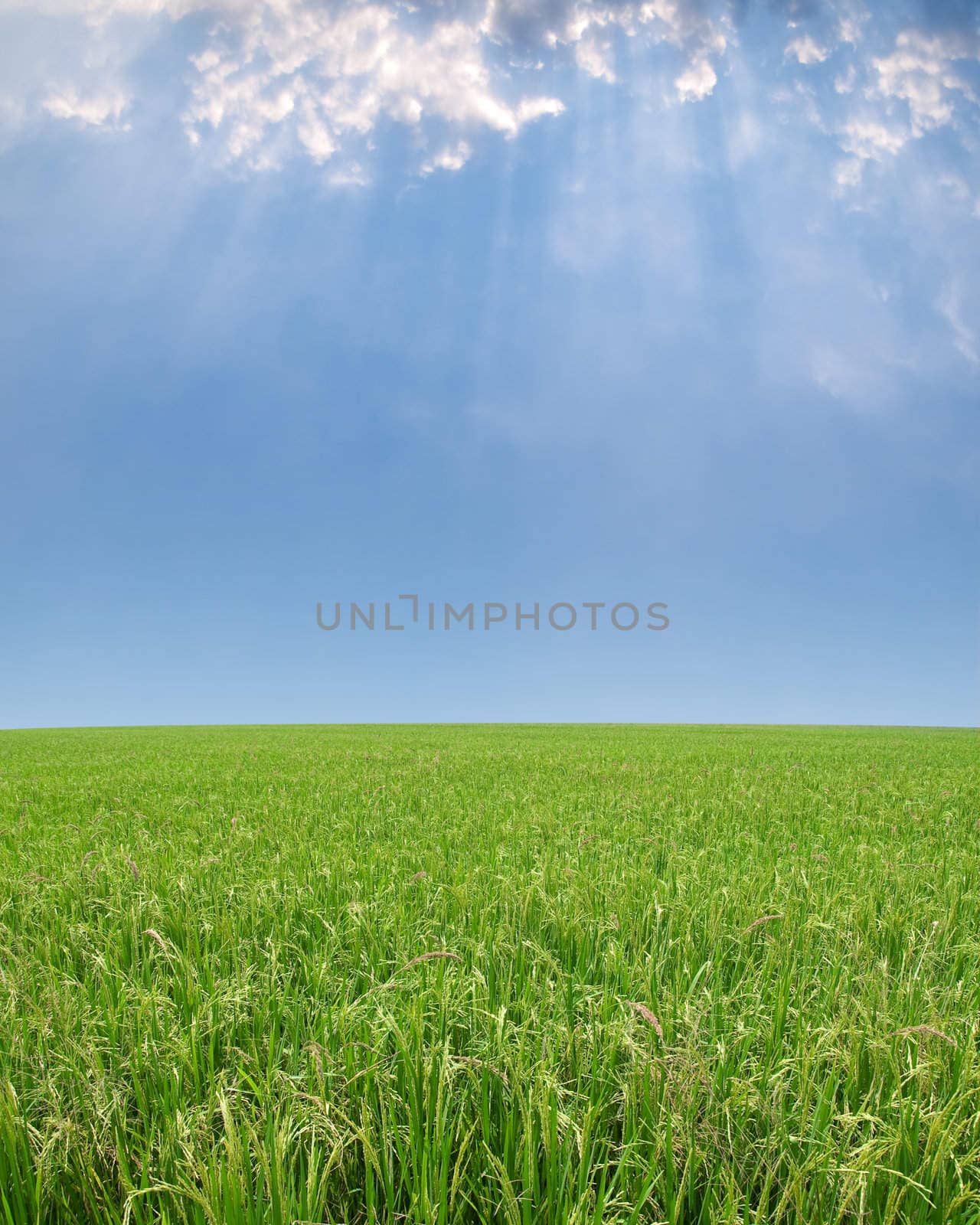 Paddy field with produce grains and rays from heaven