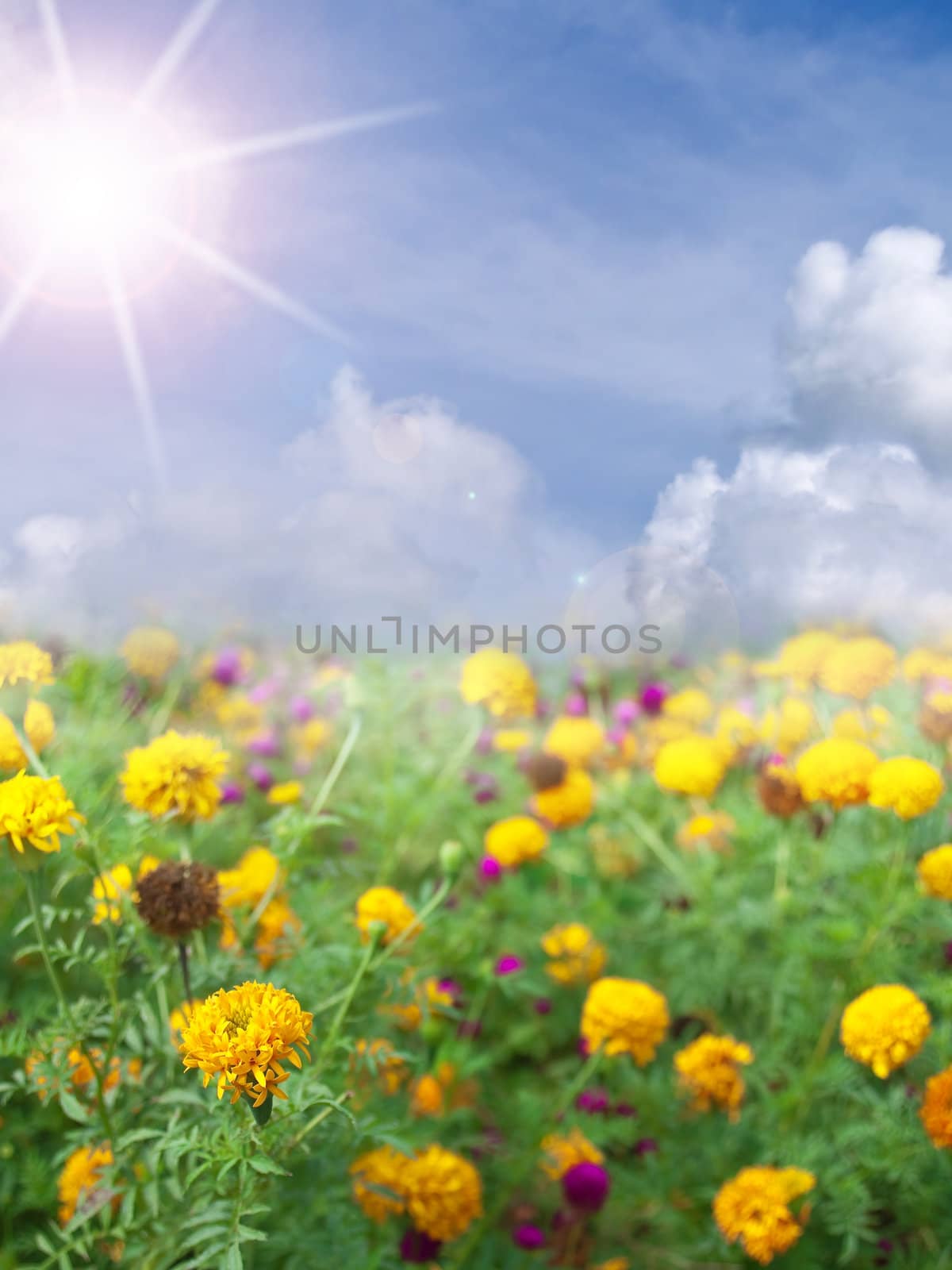Marigold field with sky, sunlight and some Globe Amaranth(Bachelor's buttons)