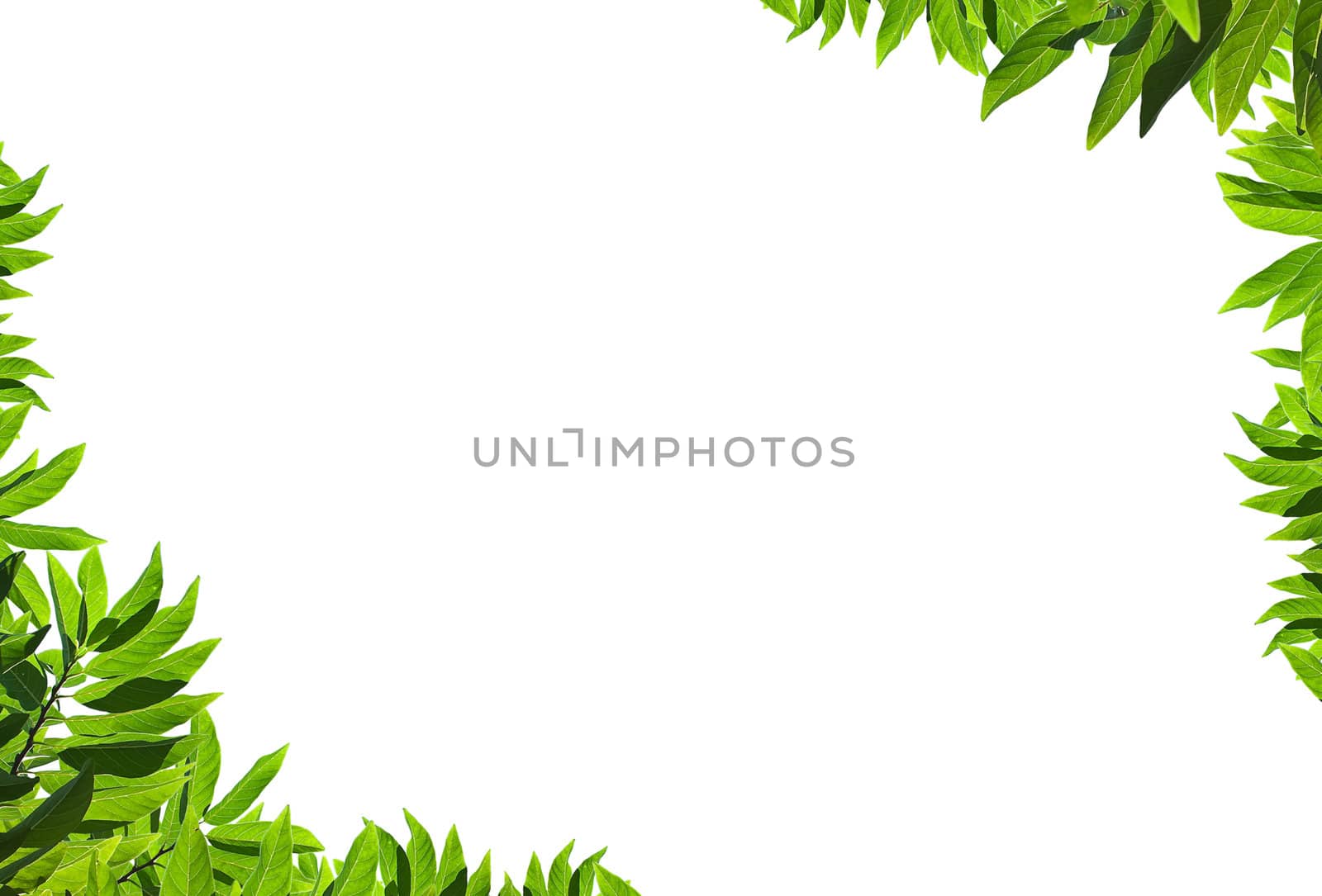 Natural green leaf frame on white background