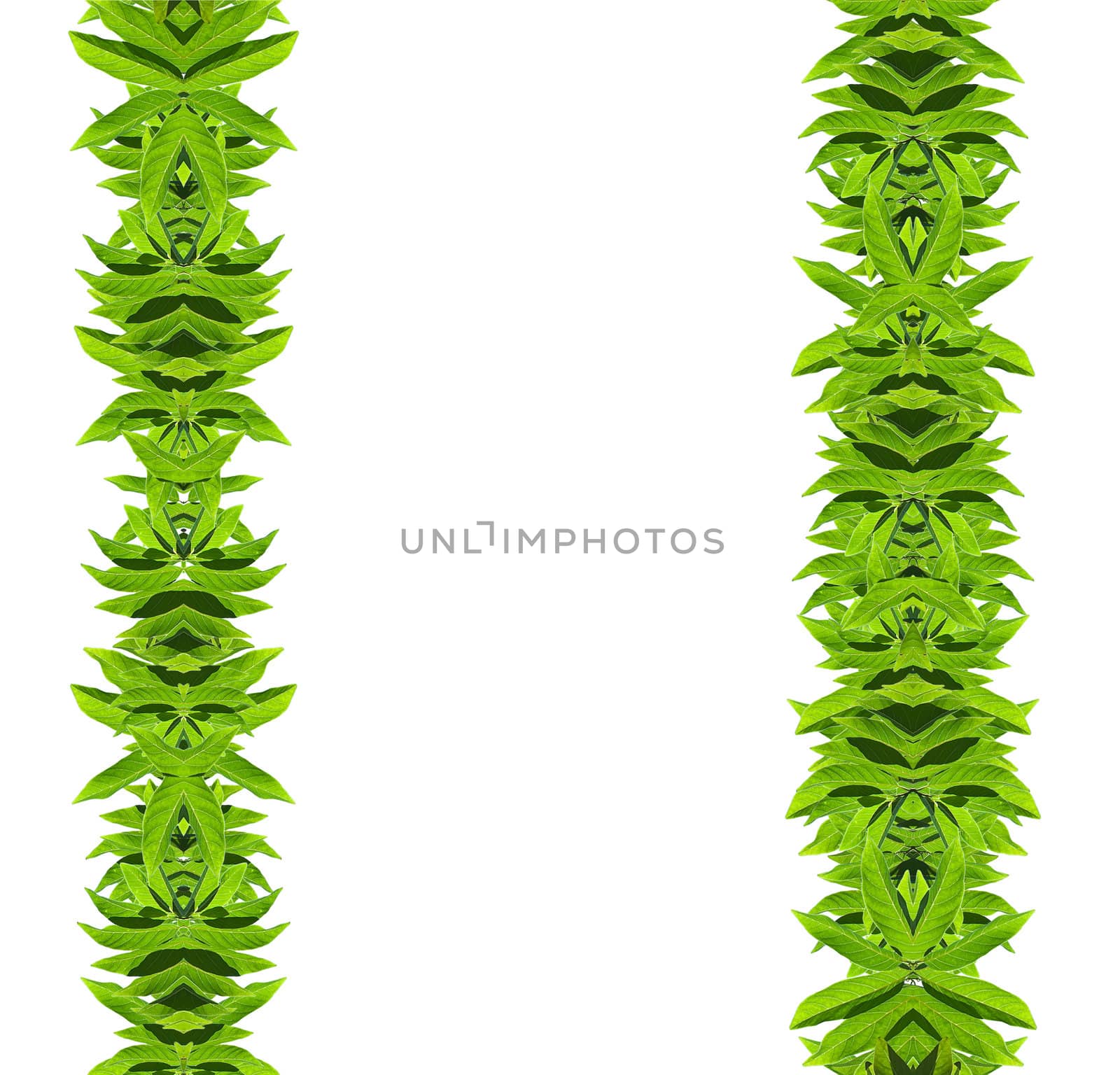 Natural green leaf frame on white background