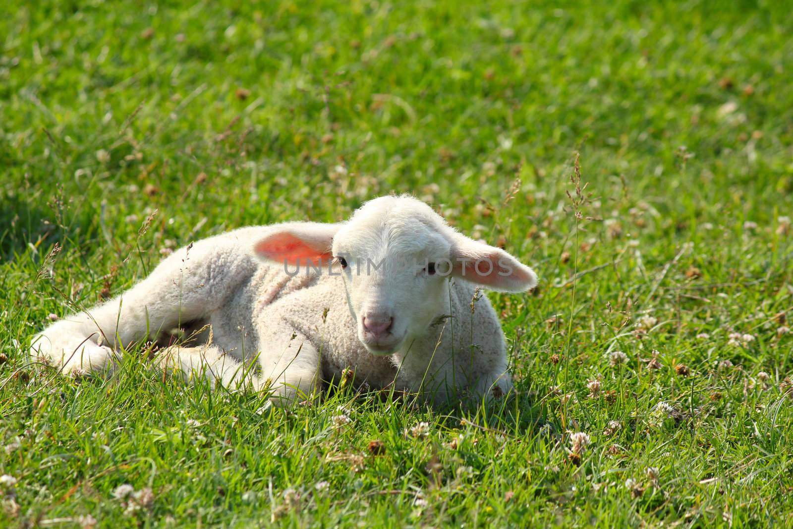 little white lamb lying in pasture