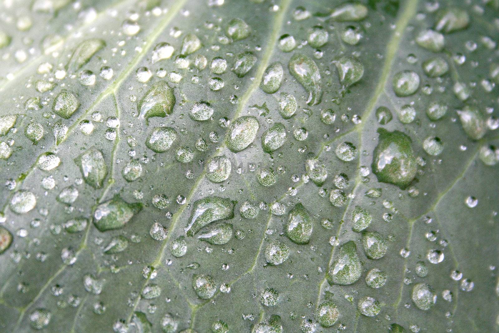 green leaf wet after rain 