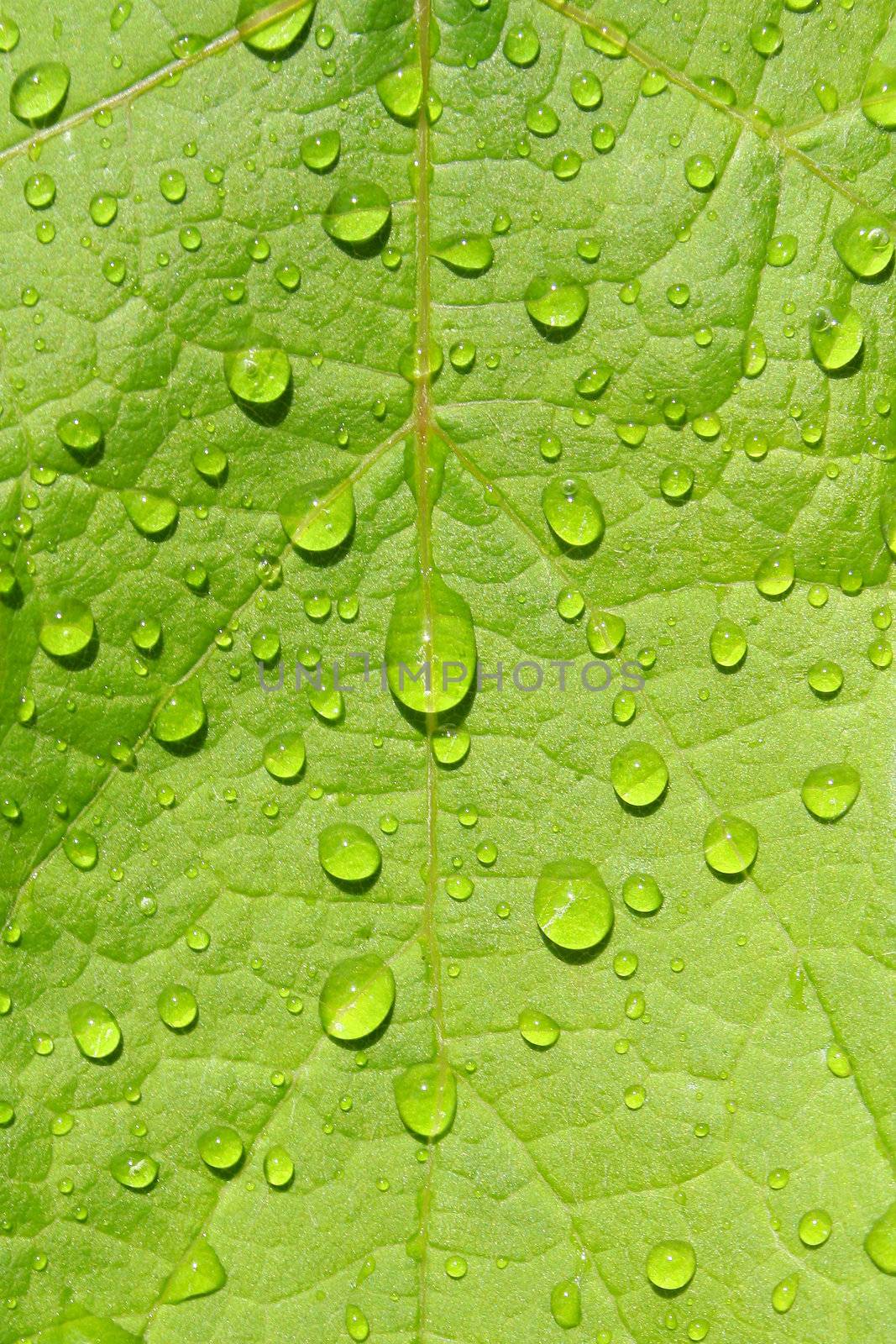 green leaf wet after rain 