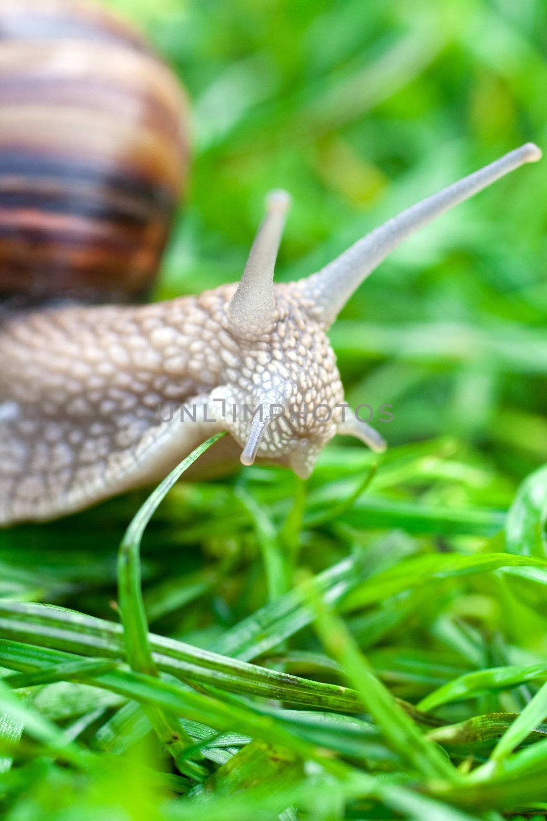 snail on a green grass slowly creeping