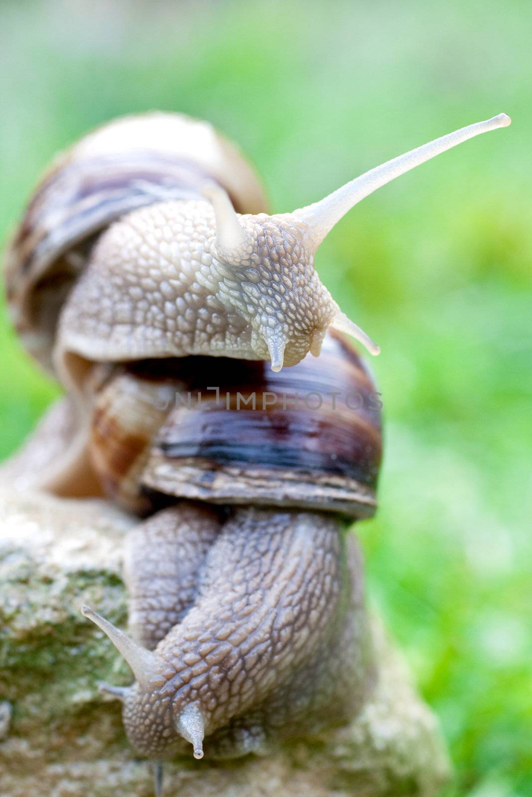 snail on a green grass slowly creeping