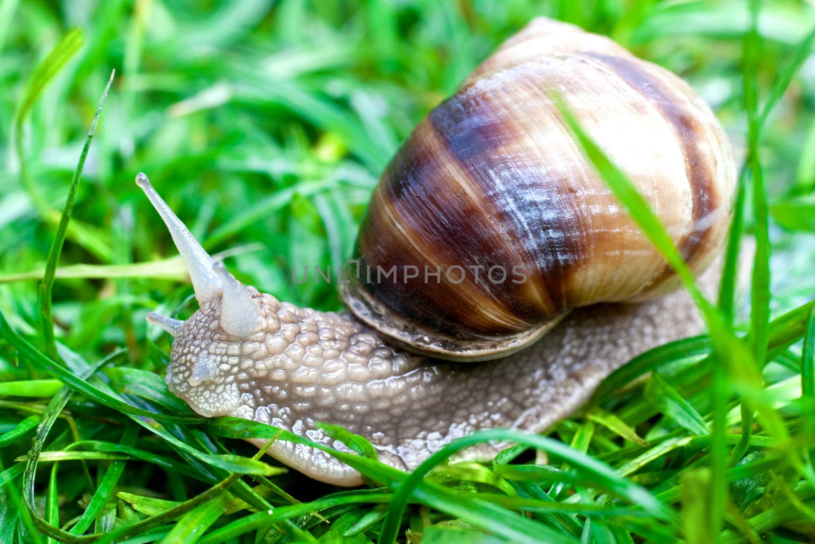 snail on a green grass slowly creeping