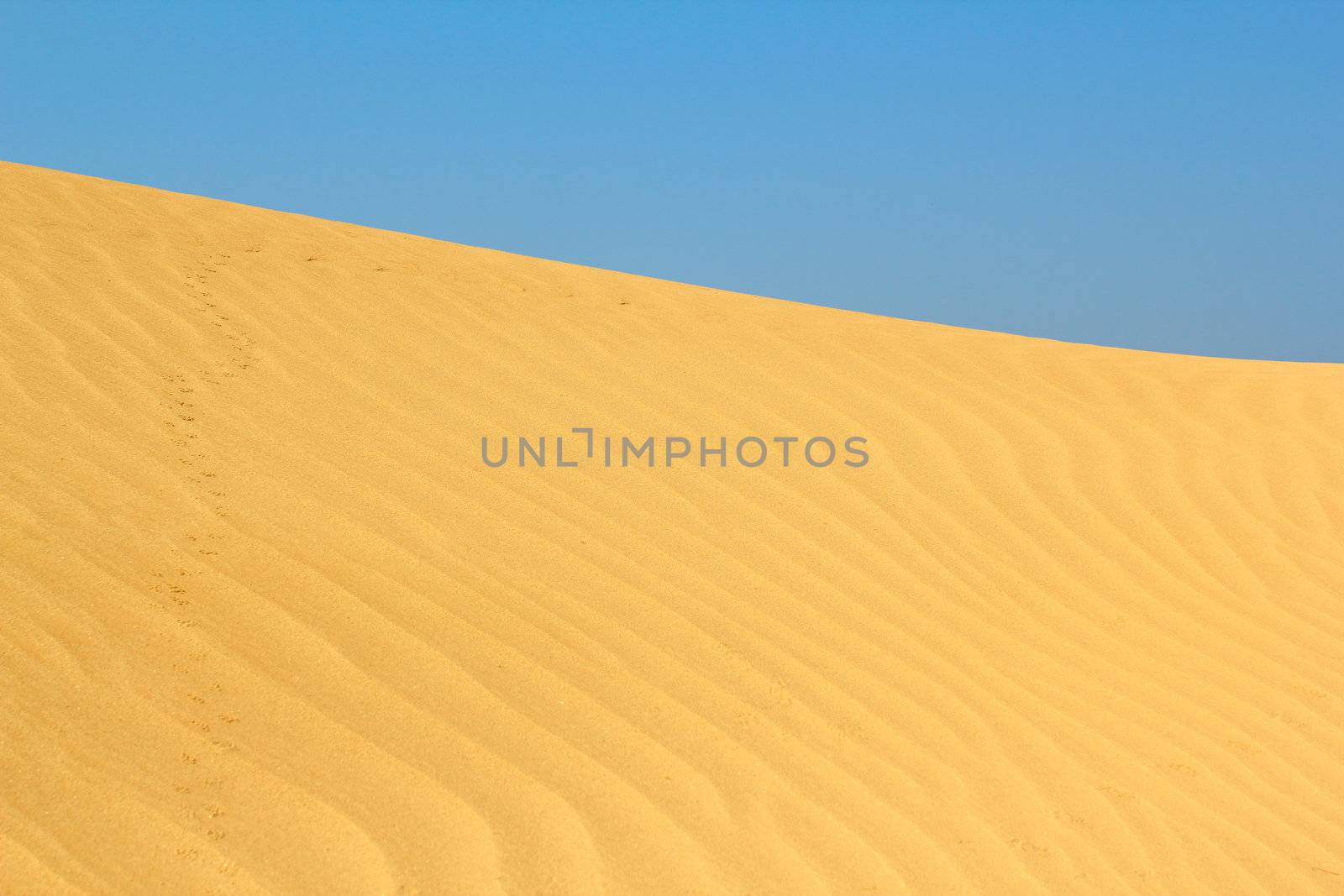 sand dune with small animals tracks