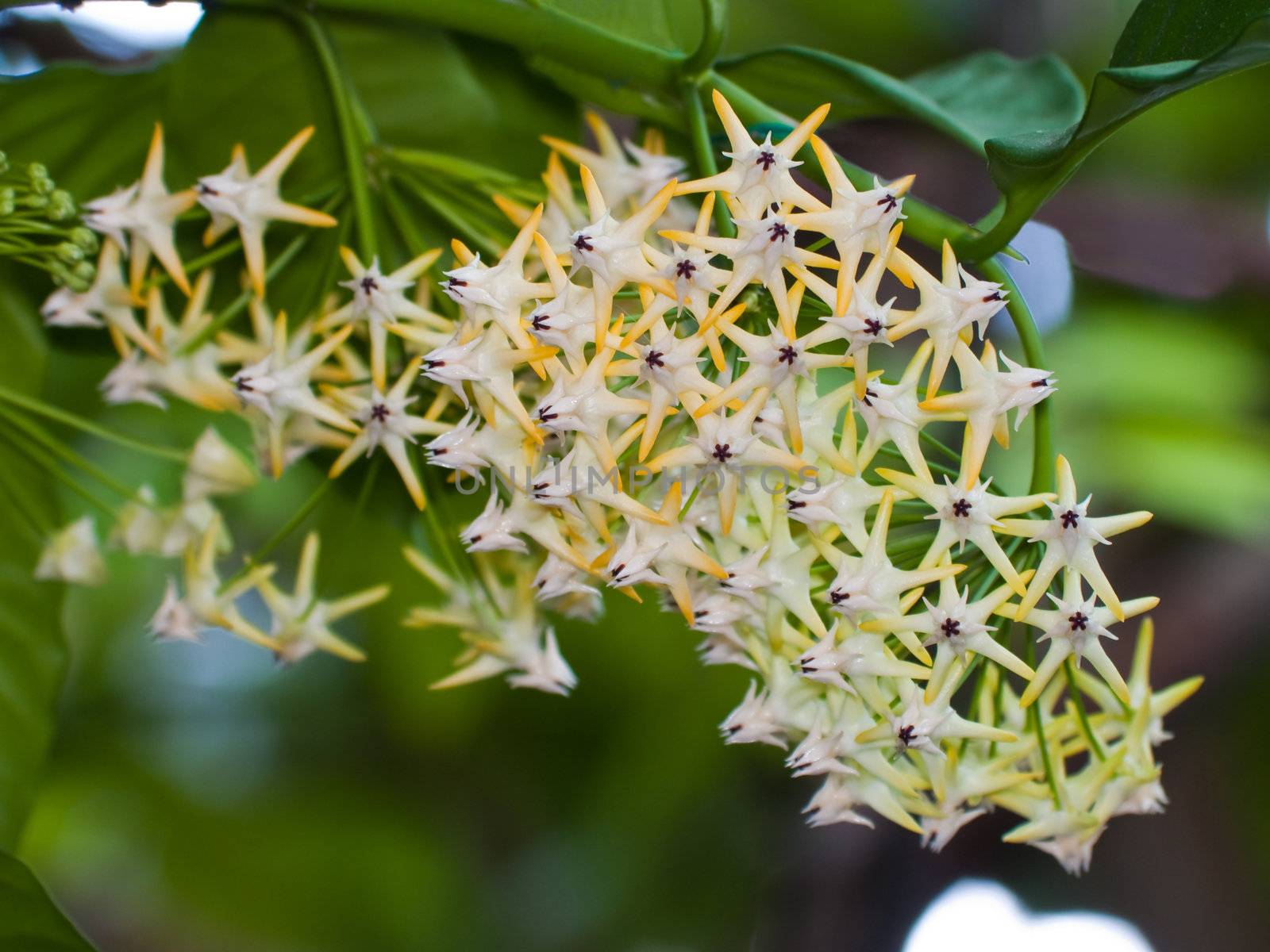 Beautiful hoya multiflora blooming like a shooting stars