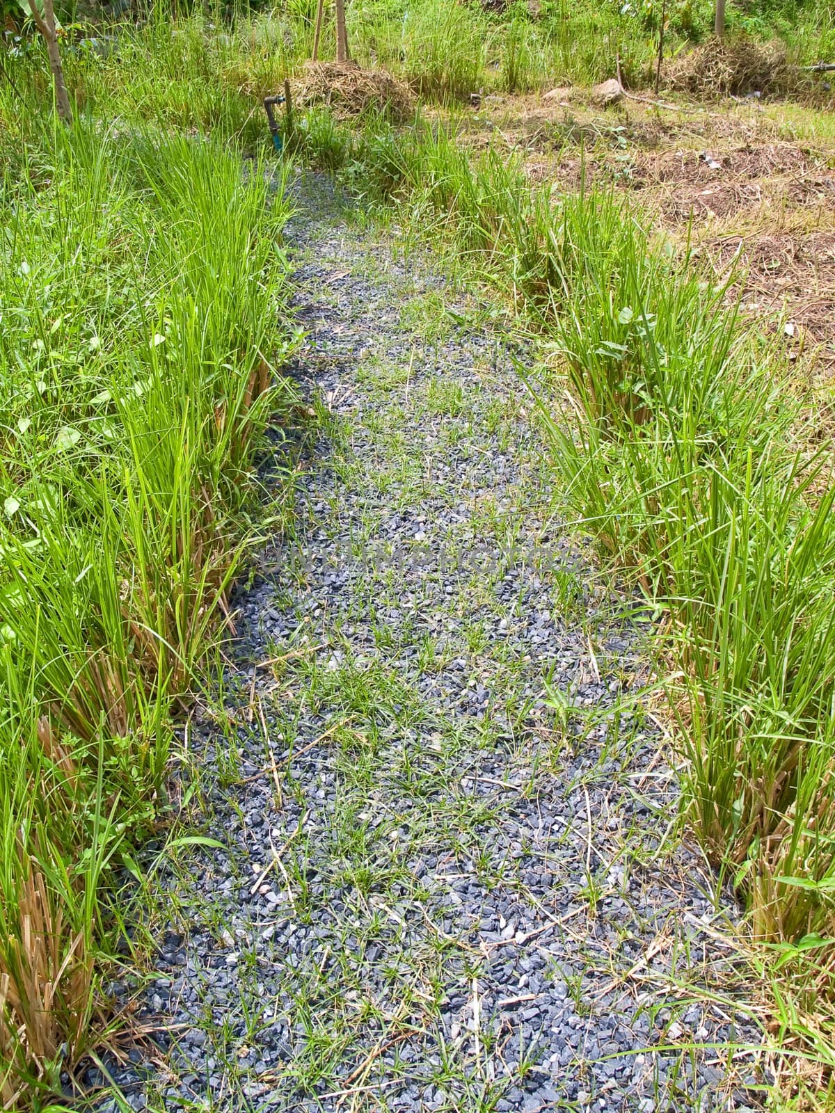 Pathway alongside of green field paddy rice