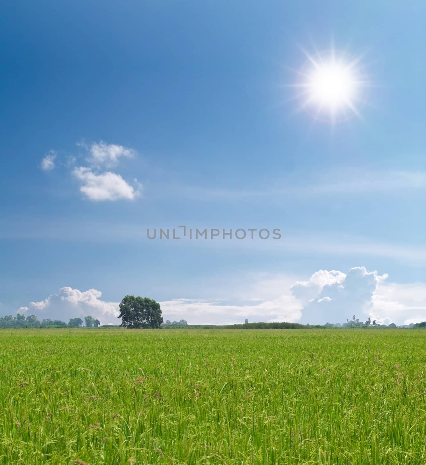 Paddy field with produce grains in shining sunlight