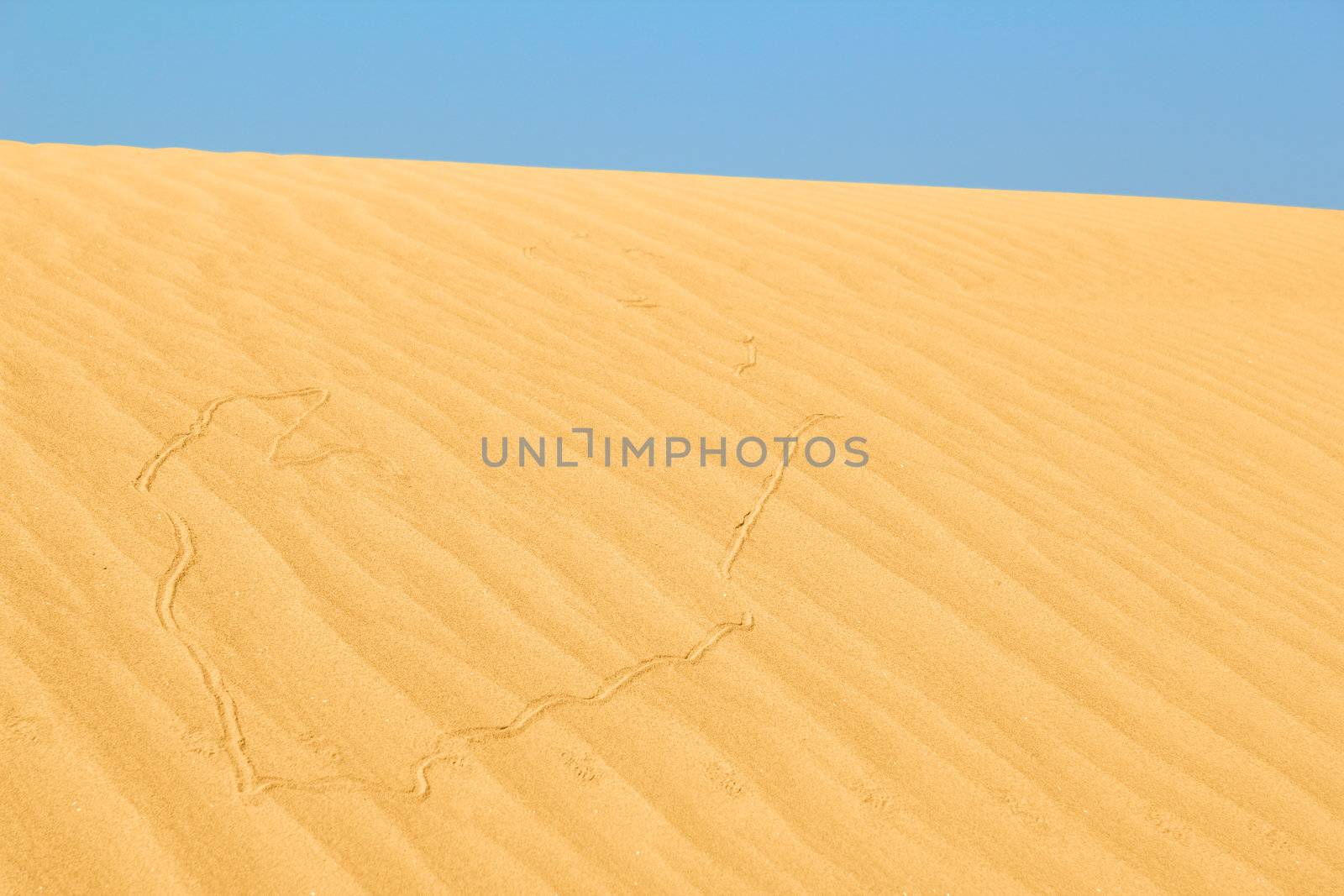 sand dune with snake trail