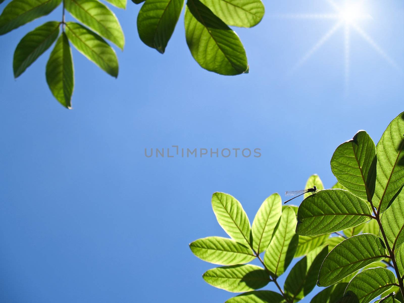 Closeup texture and detail of green foliage with blue sky