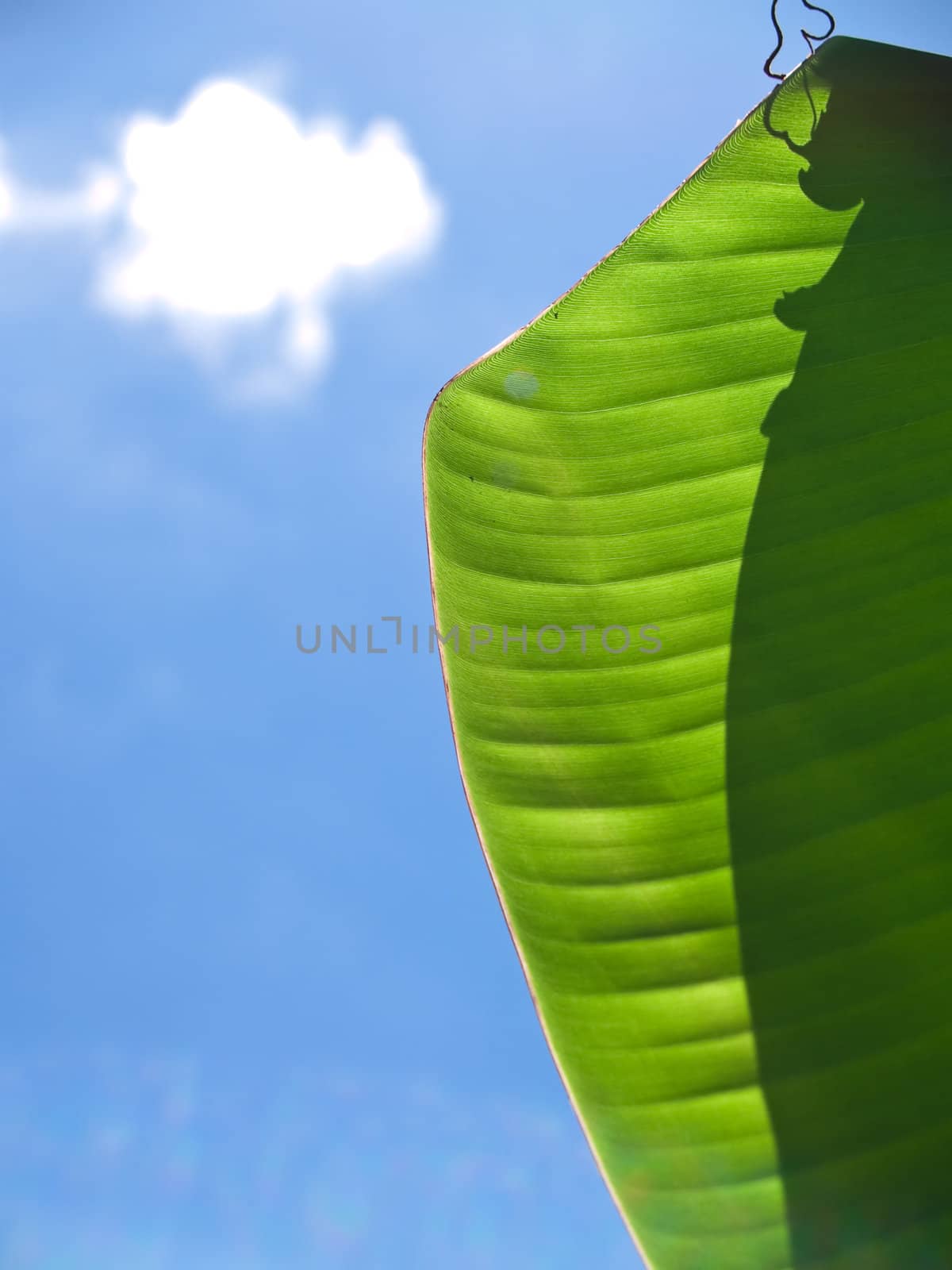 Closeup texture and detail of banana foliage with blue sky