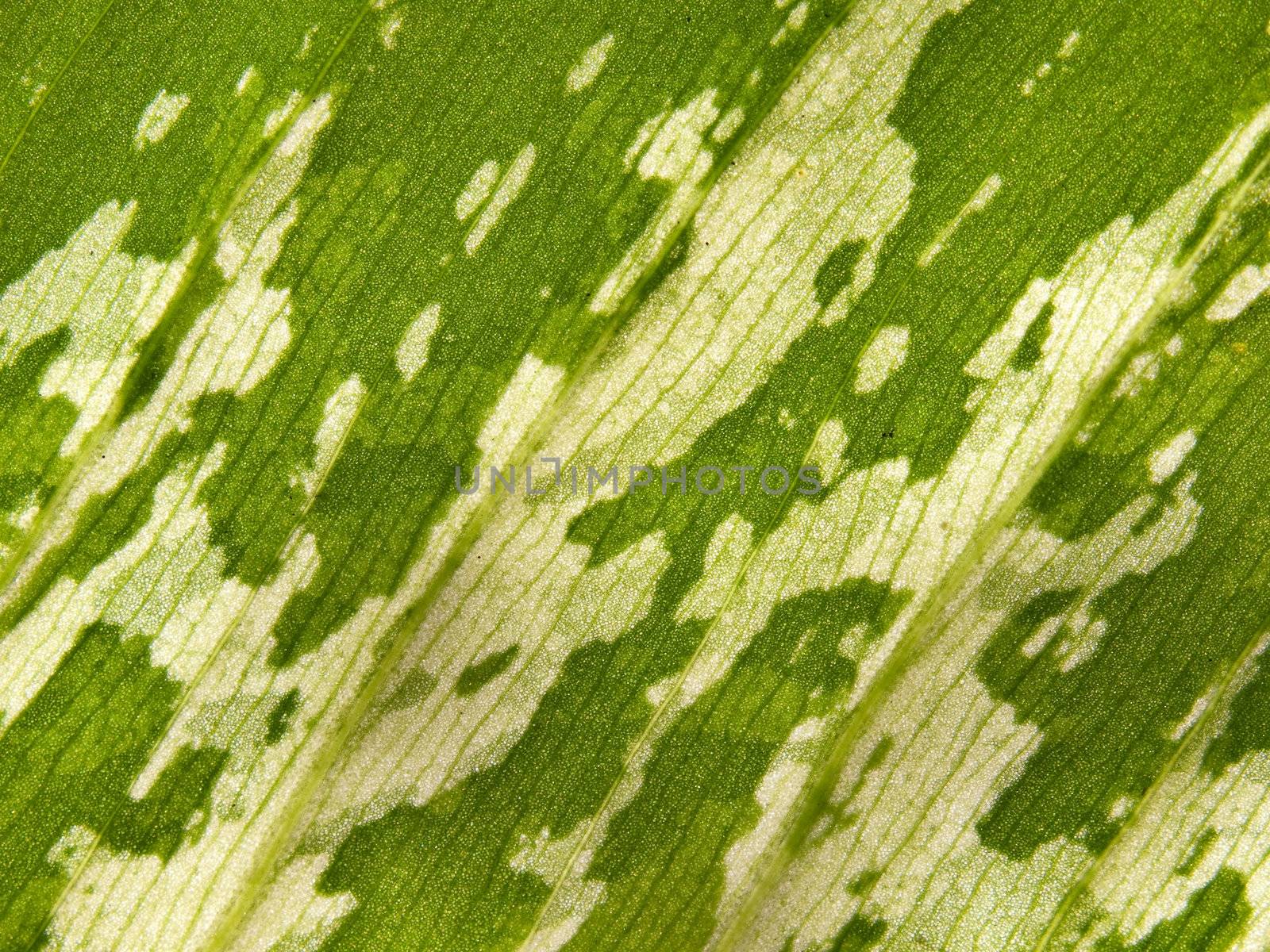 Closeup texture surface leaf of Dumb cane(Dieffenbachia sp.)