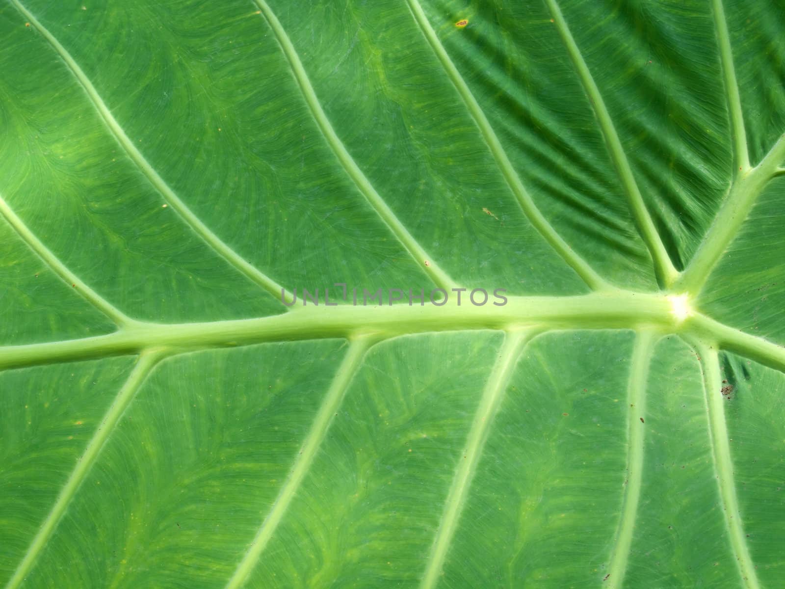 Closeup texture and surface of green leaf