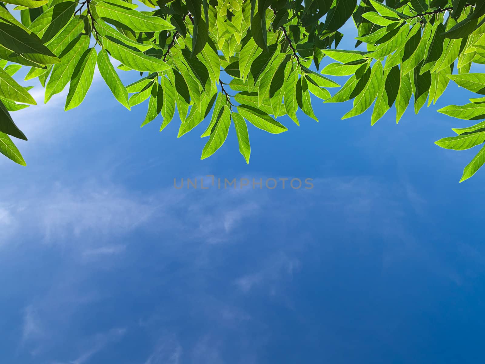 Beautiful green leafs with texture detail in blue sky