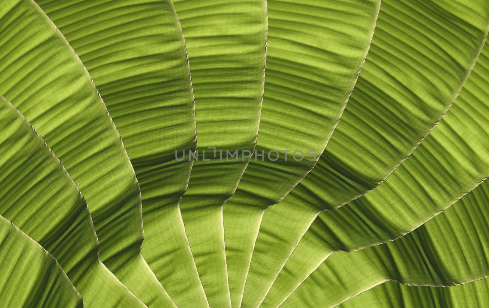 Row of banana foliage with closeup texture detail