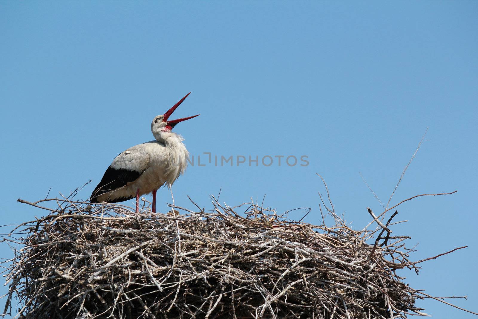 white stork standing in nest by goce