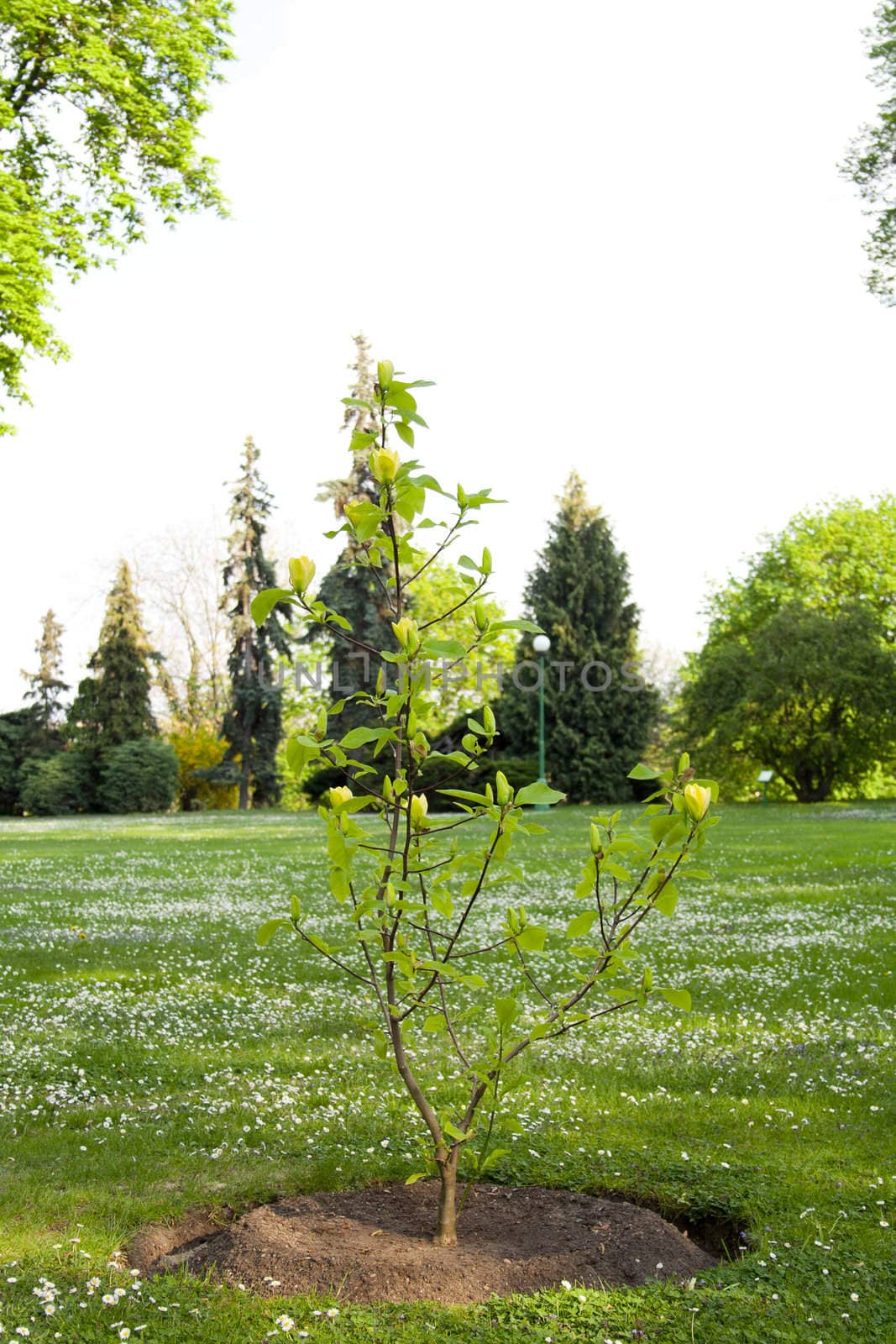 a flowering branch of a tree in the park. Spring in Prague