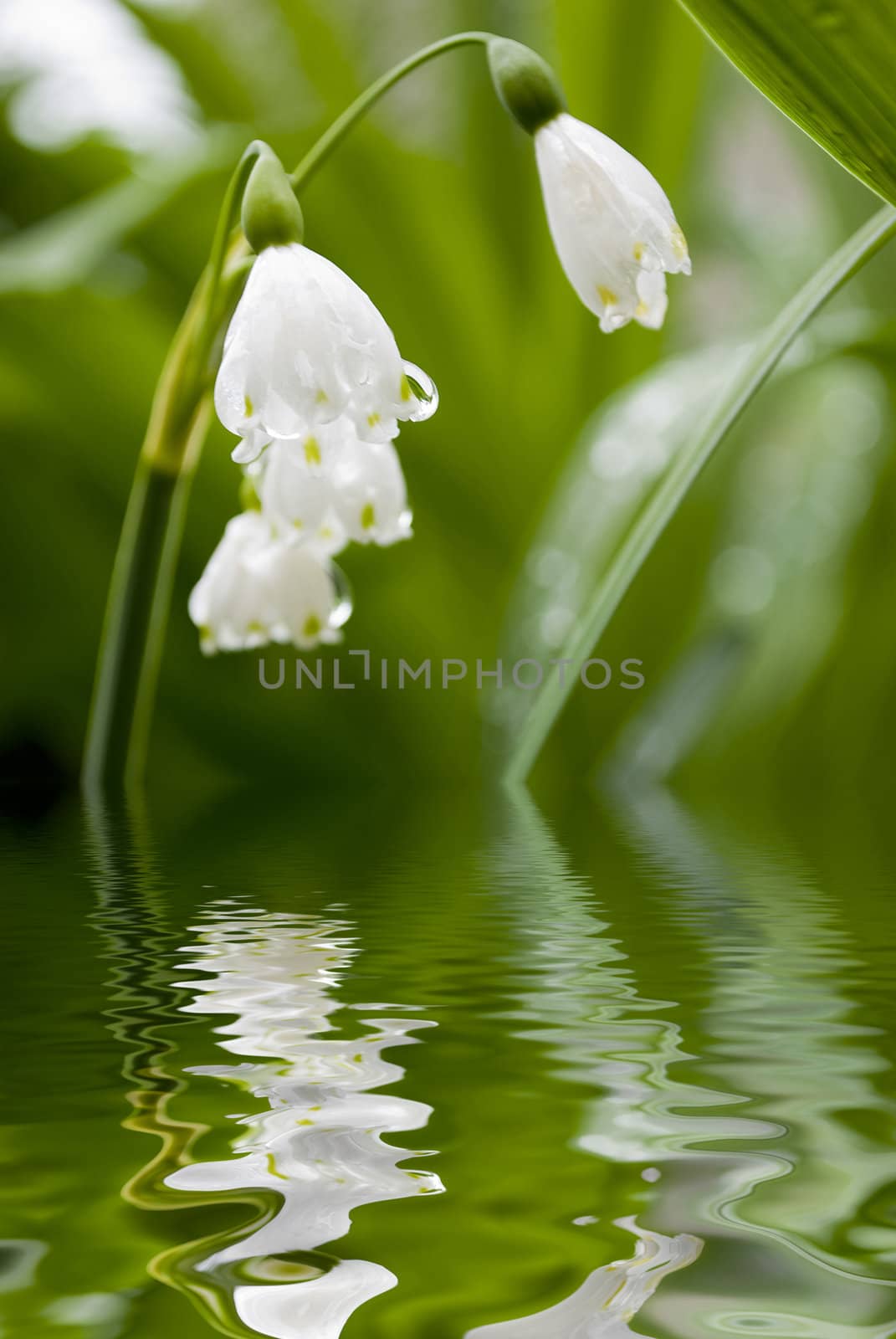 lilly of the valley flower with water reflection