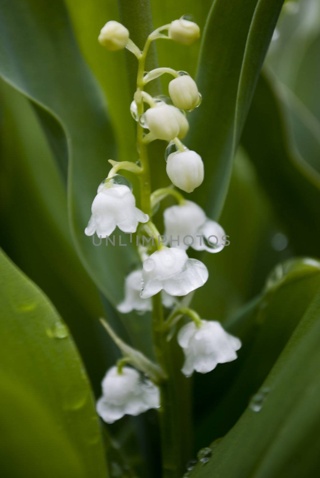 lilly of the valley flower in garden