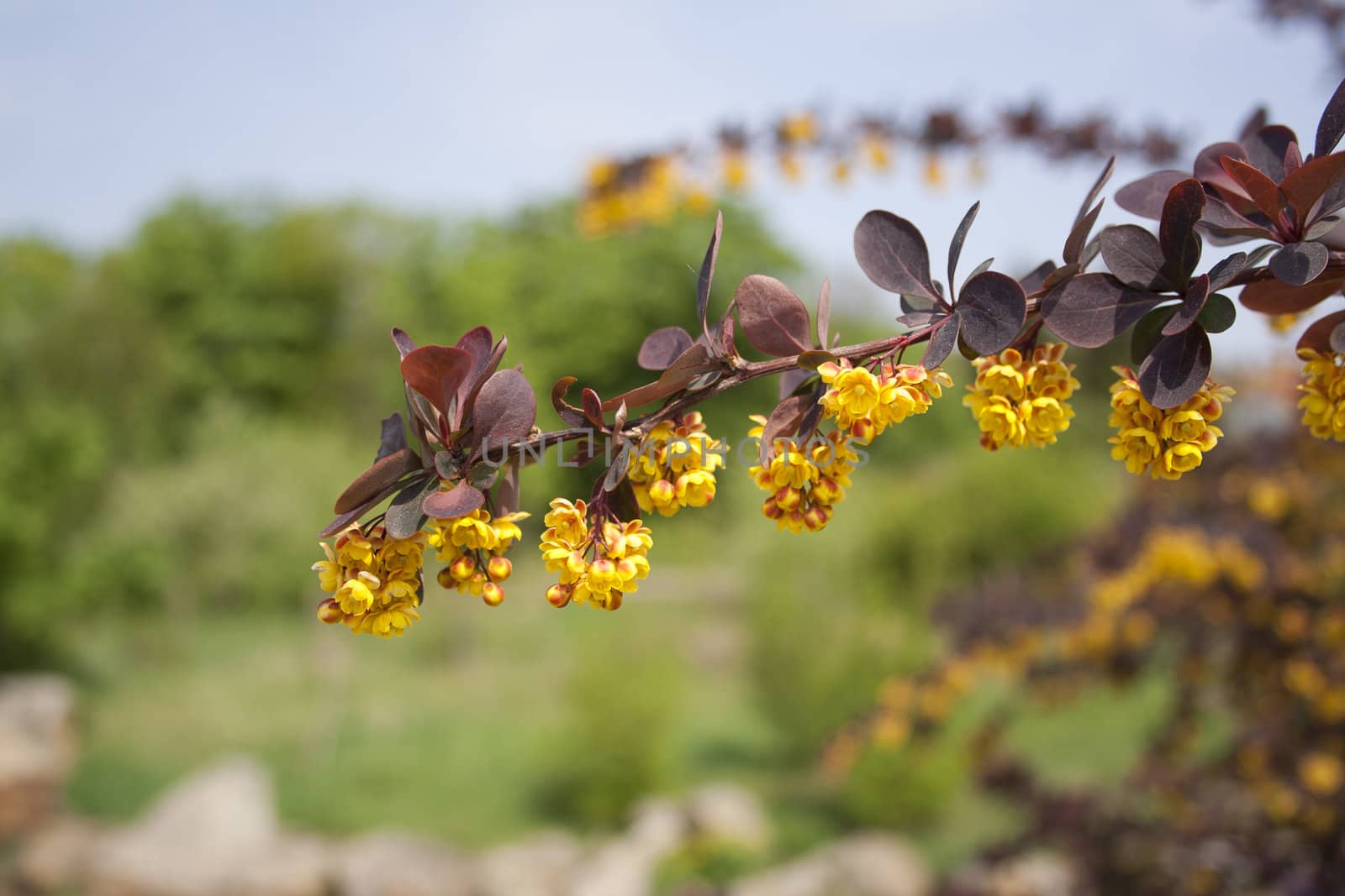 a flowering branch of a tree in the park. Spring in Prague