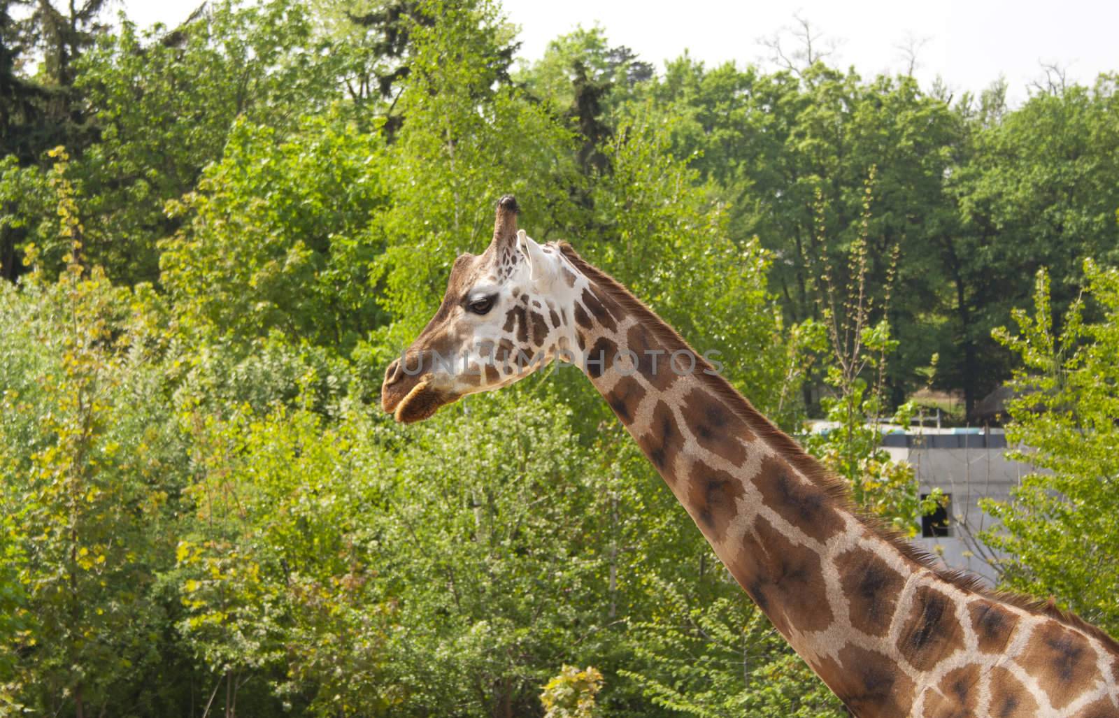 giraffe, zoo in Prague, prairie by slavapa