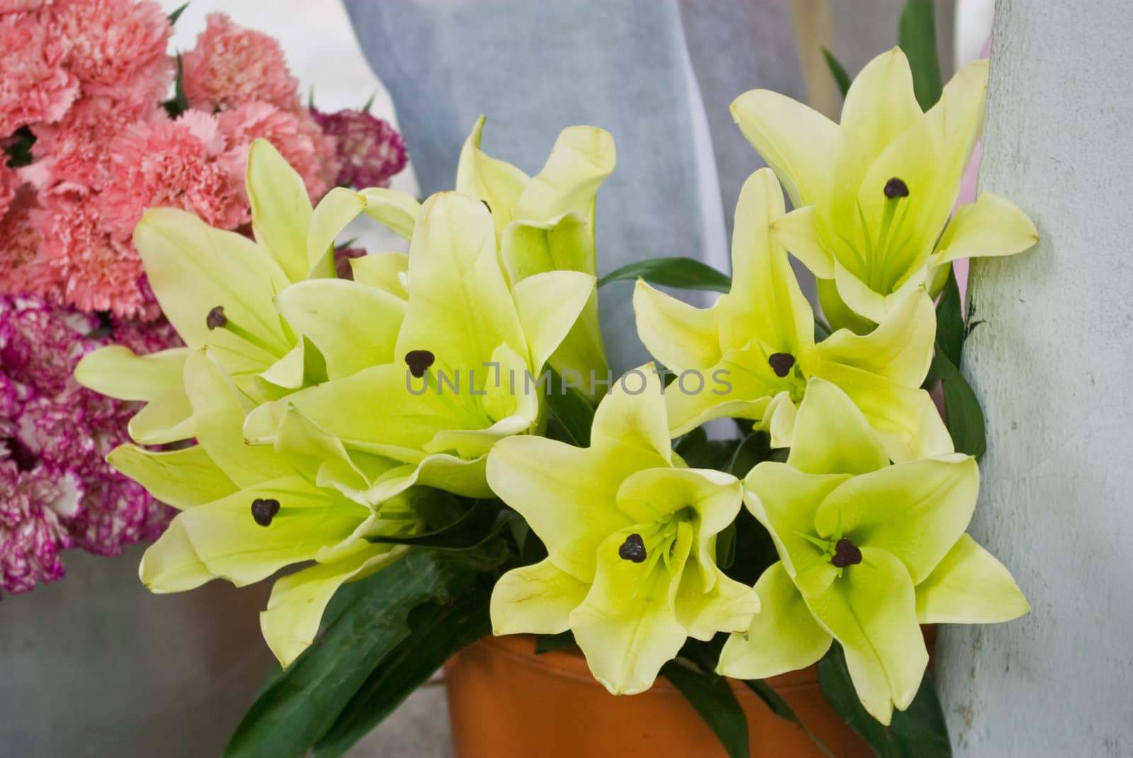 Lily fower in the pot, Flower backgrround
