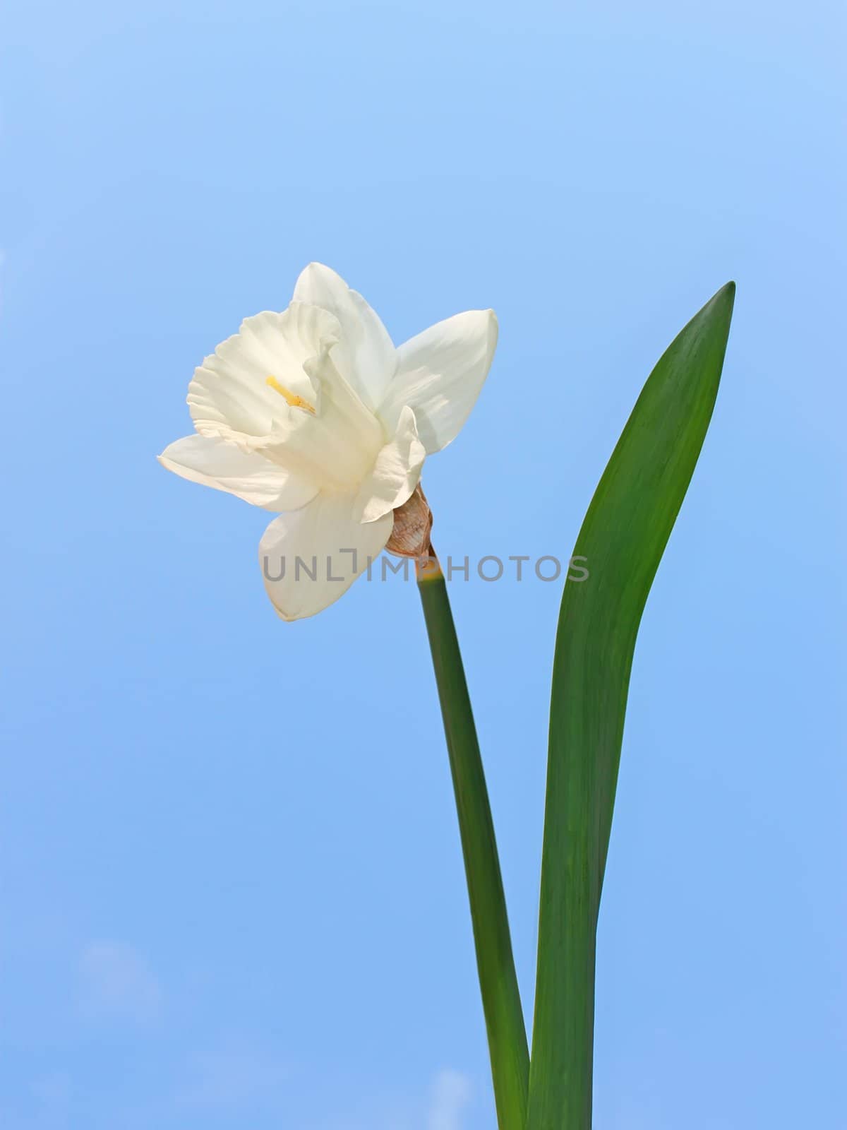 Narcissus flower on a background of a blue sky