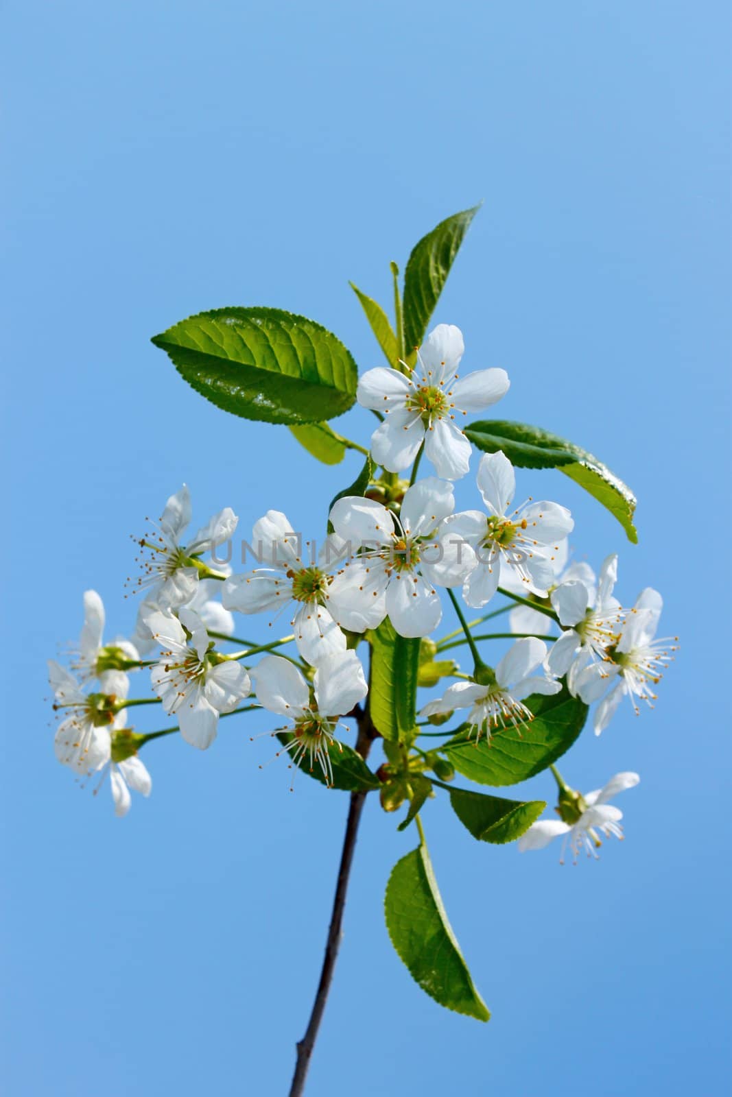 Flowering cherry branch by qiiip