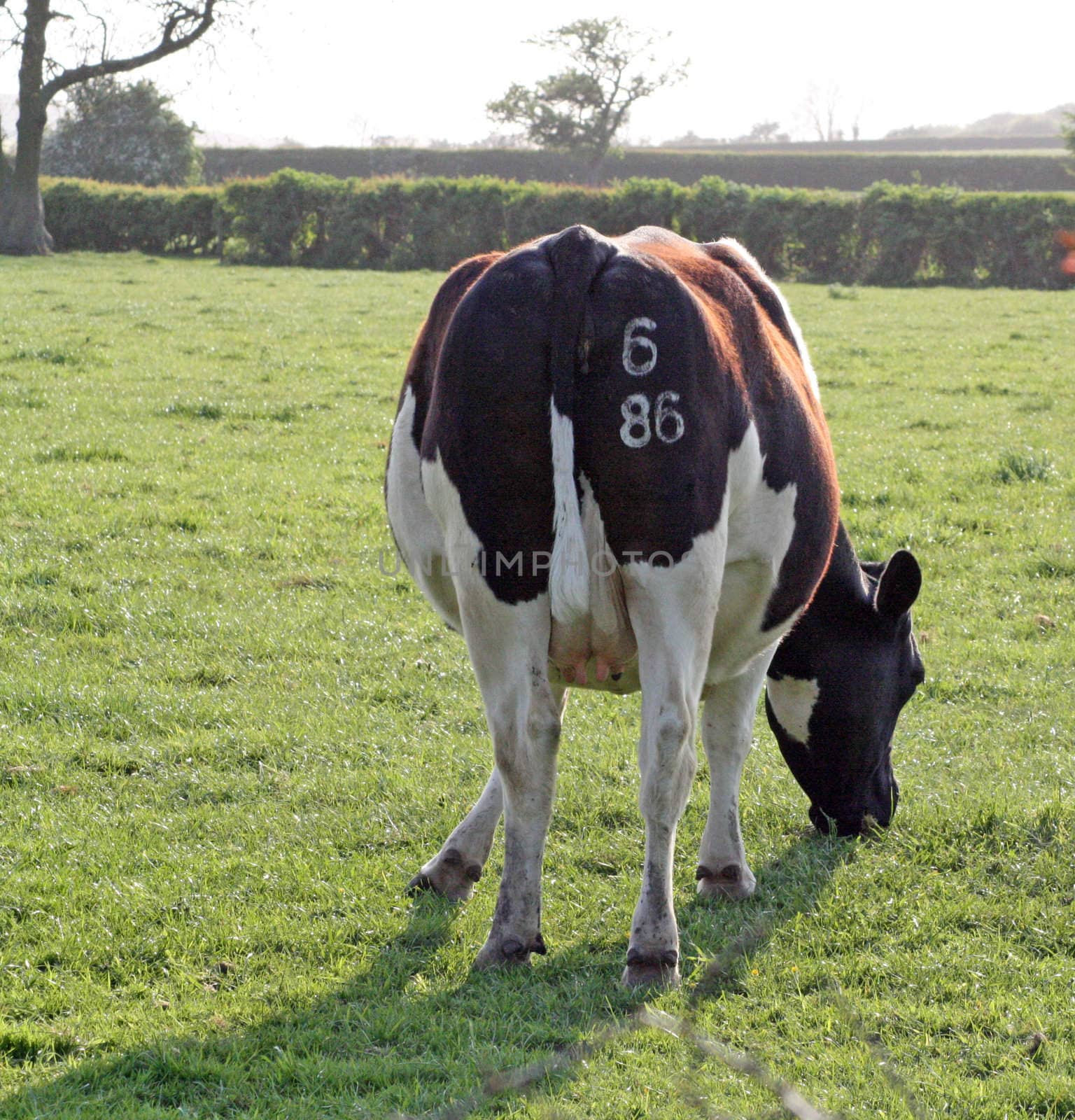 cow in field by lizapixels