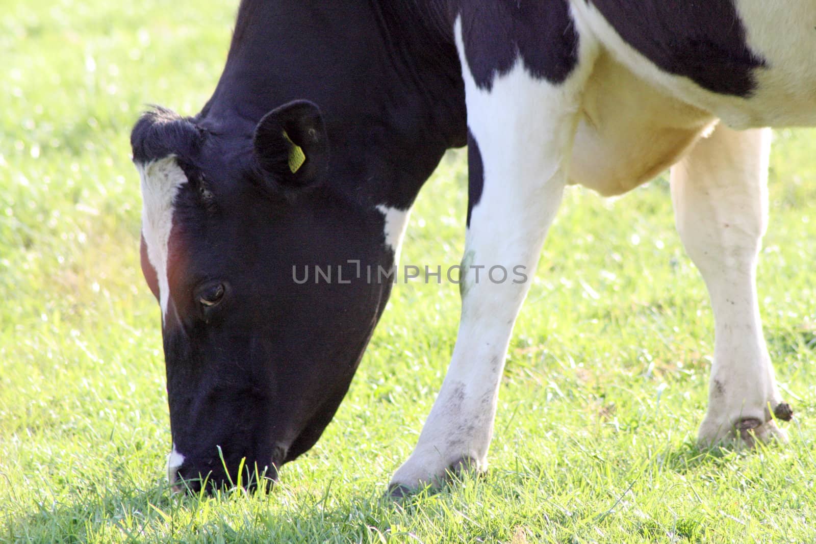 close up cow eating grass by lizapixels