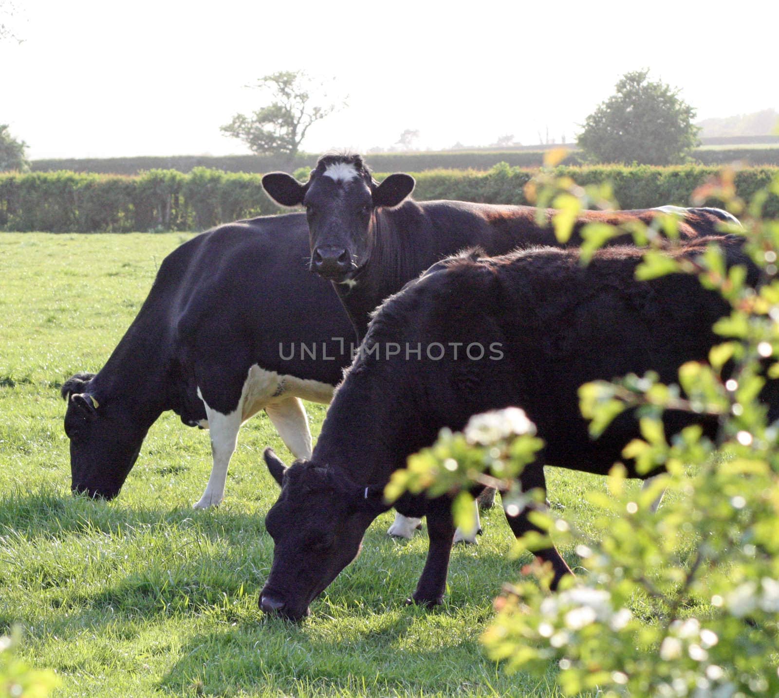 three cows by lizapixels