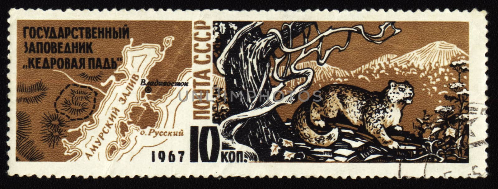 Cedar Pad reserve in USSR on post stamp by wander
