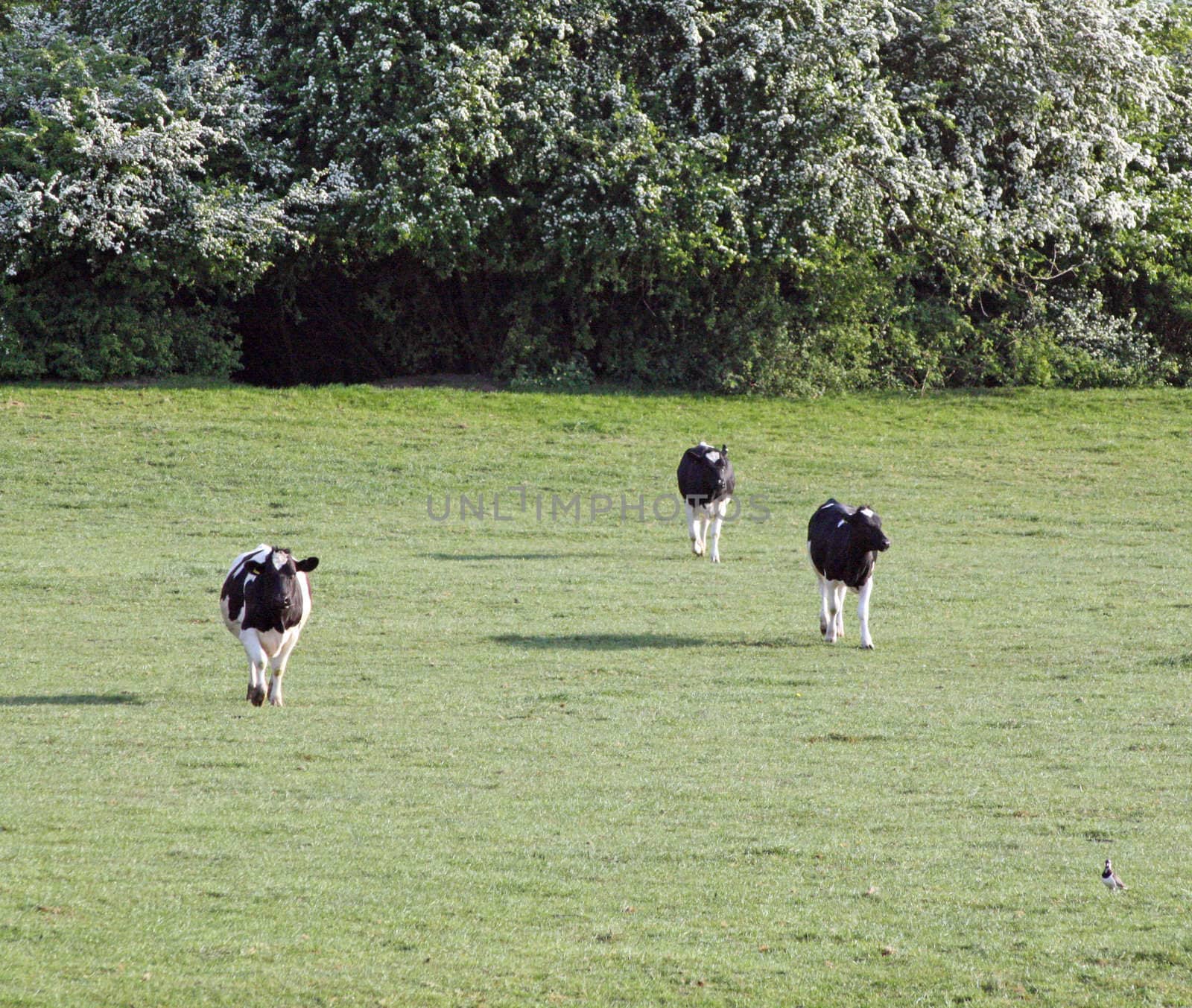 running cows in field by lizapixels