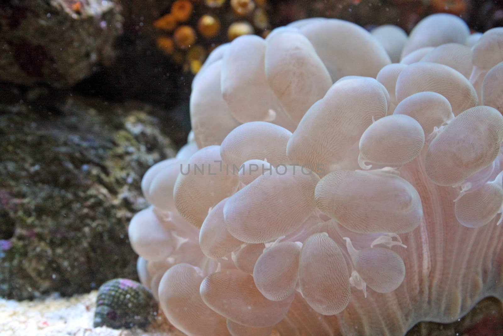marine coral