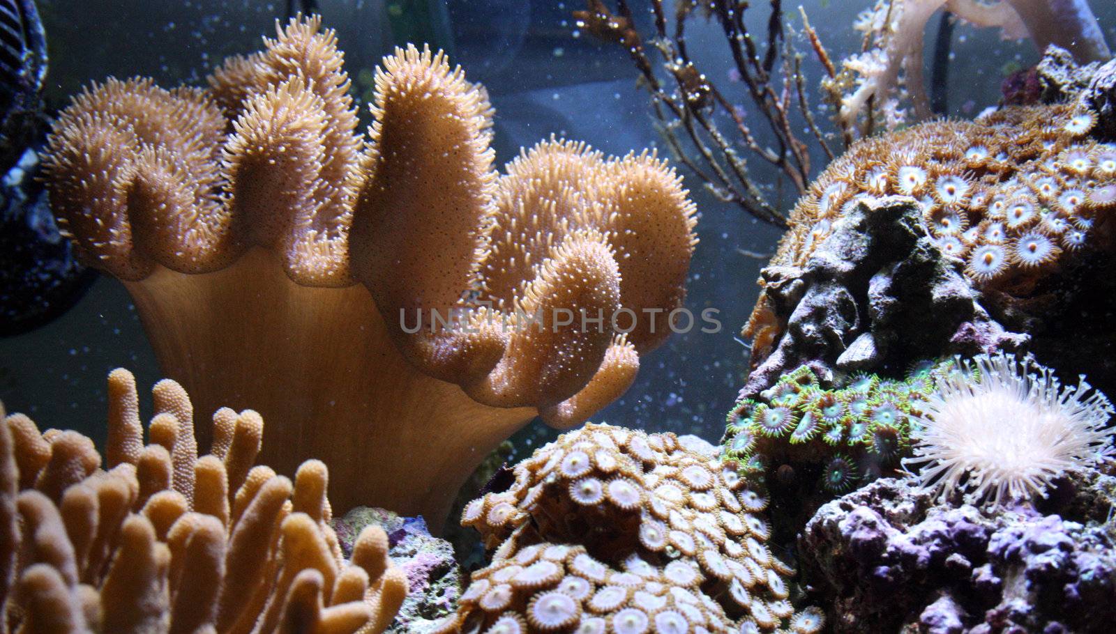 marine corals